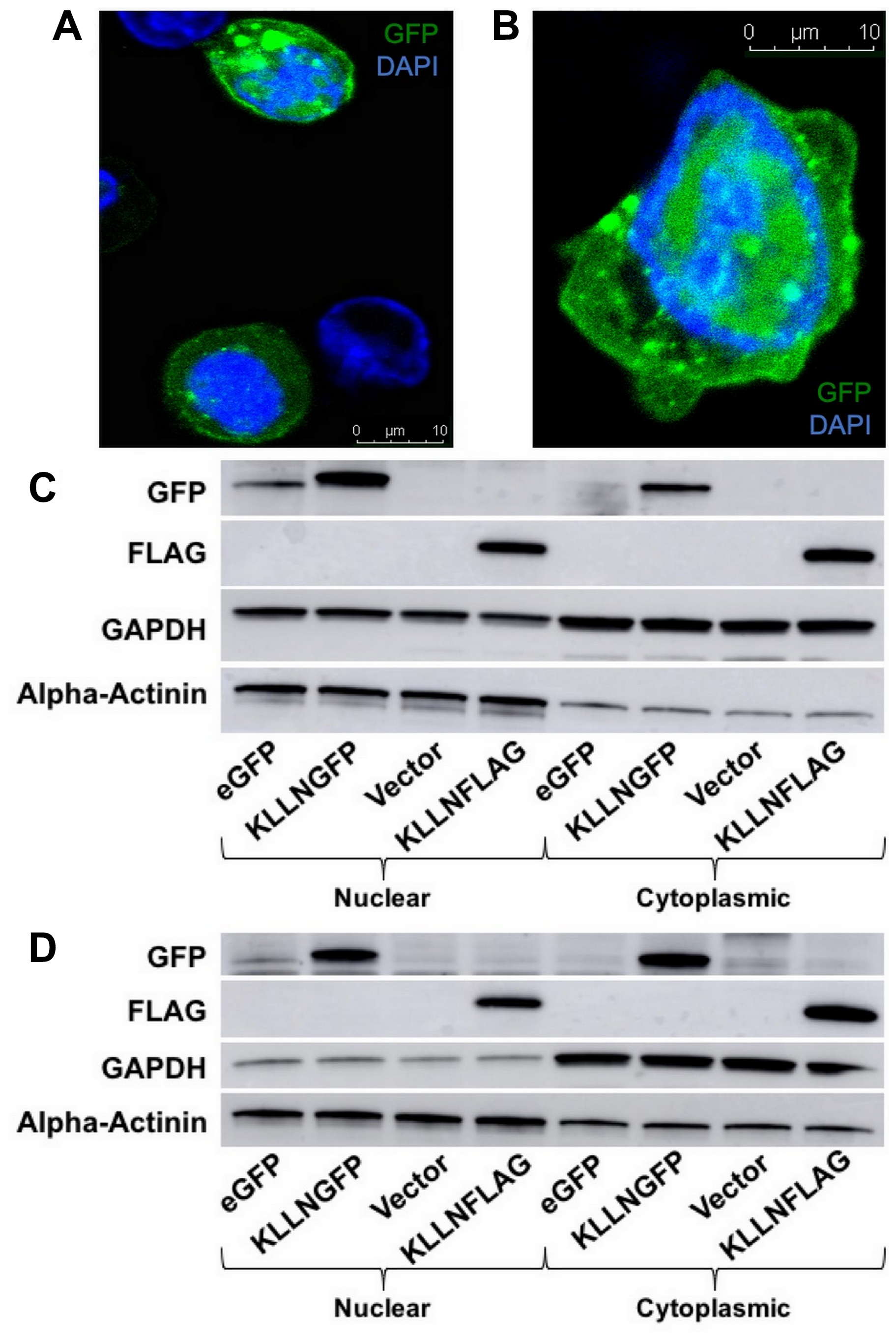 Subcellular localization of KLLN in nucleus and cytoplasm