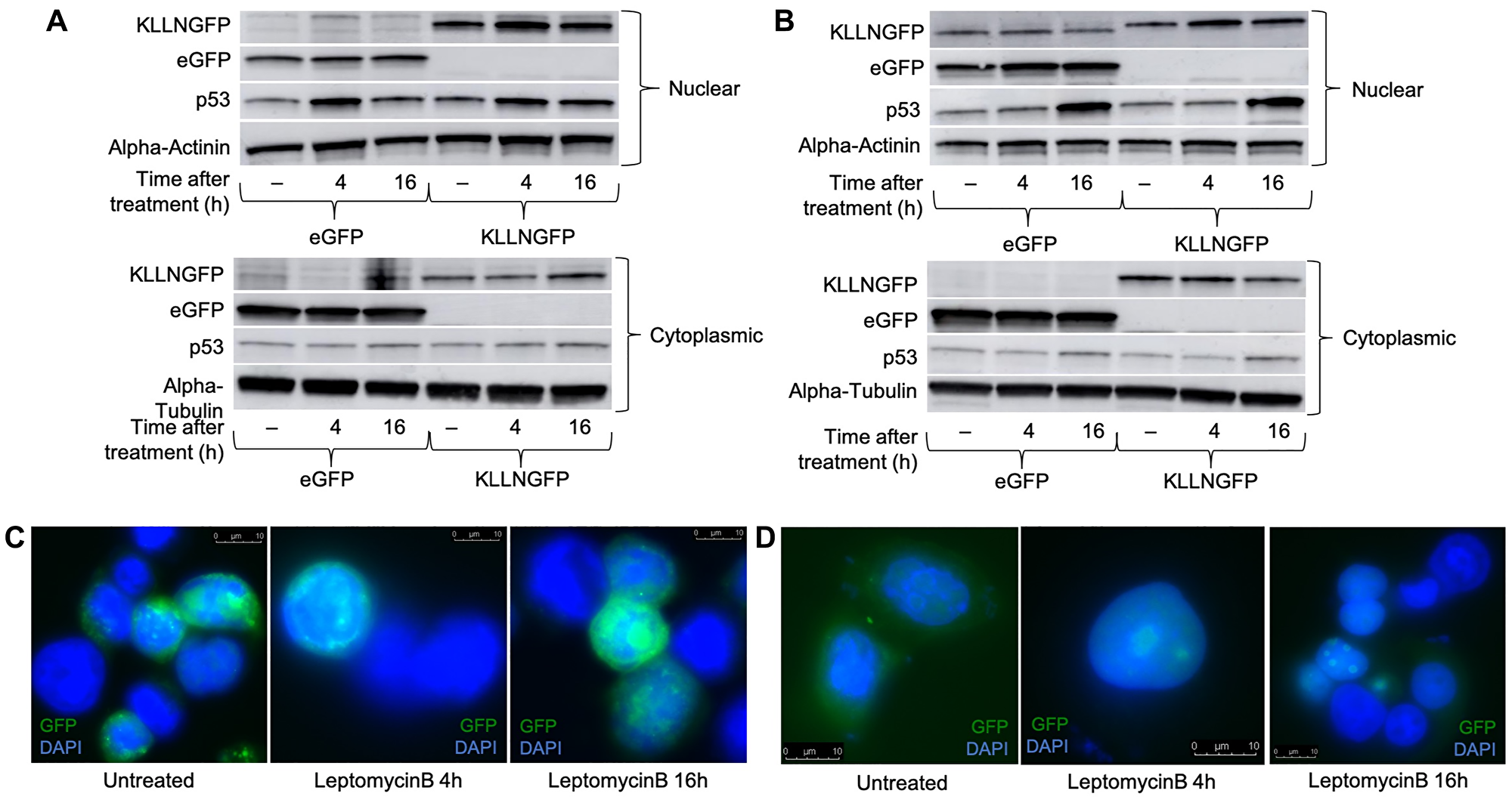 Treatment with the nuclear export blocker, leptomycin B increased the nuclear sequestration of KLLN suggesting presence of NES sequence
