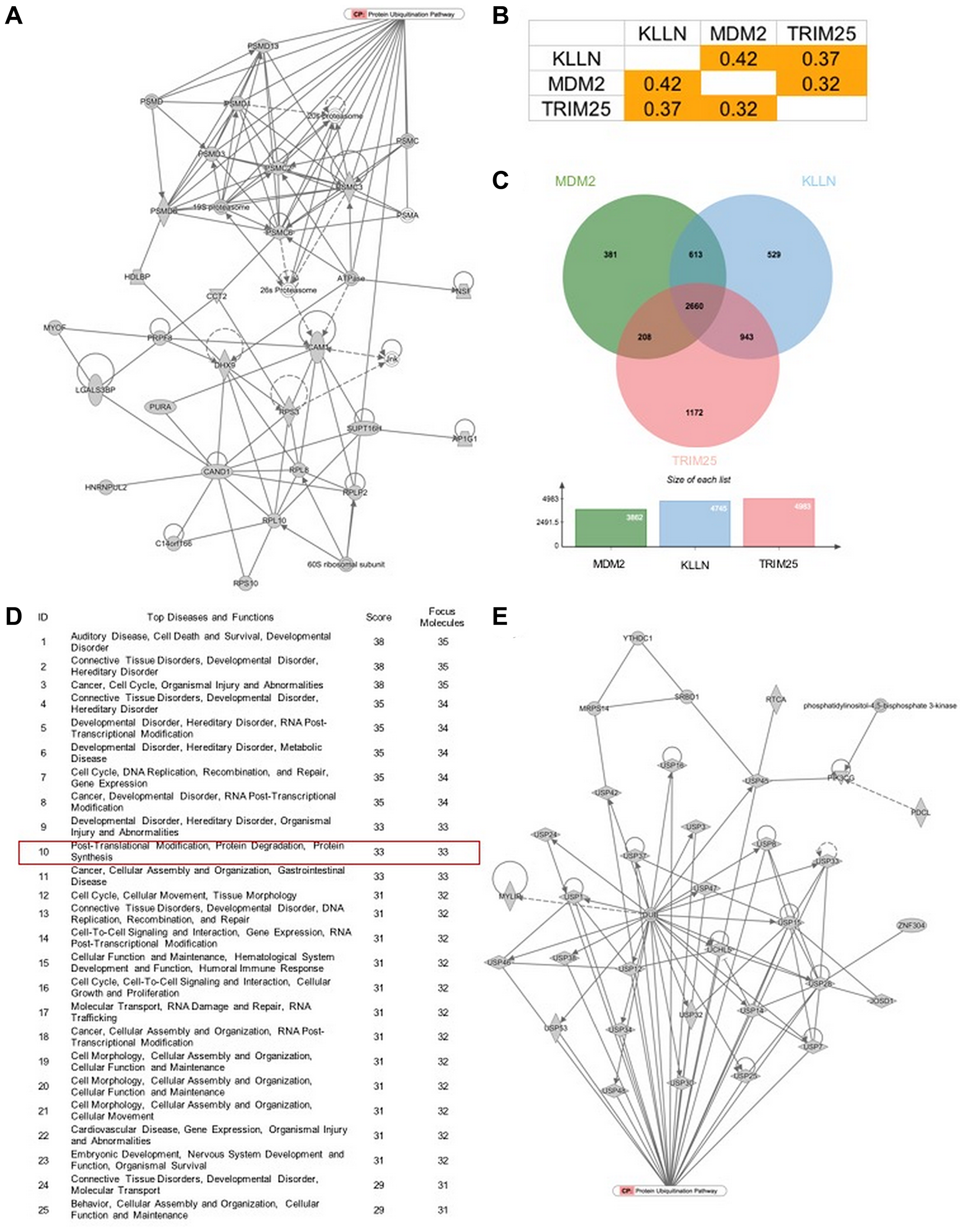 KLLN function correlates with proteasomal degradation