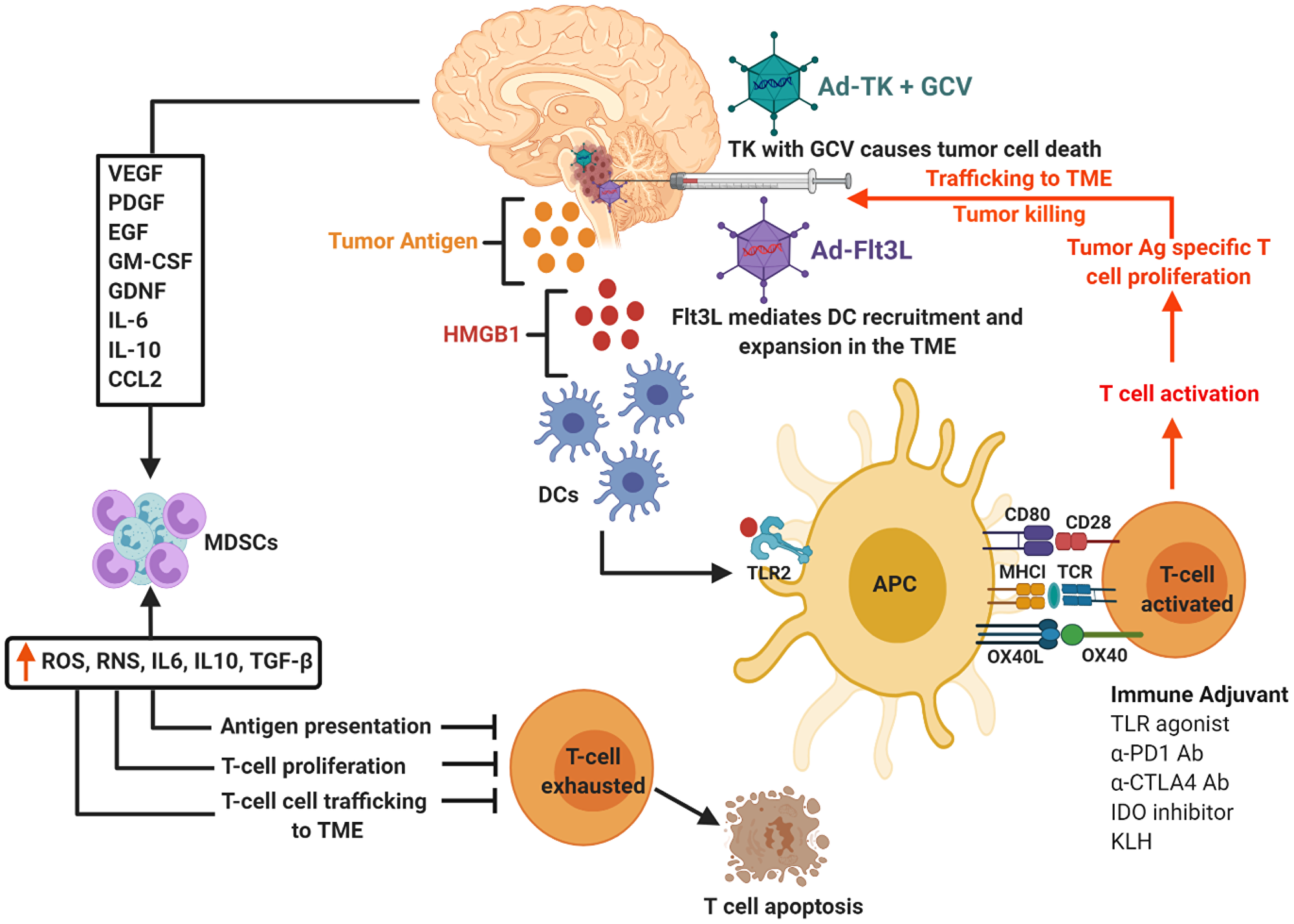 Schematics of TK/Flt3L based immunostimulatory gene therapy and underlying anti-DIPG immune mechanism