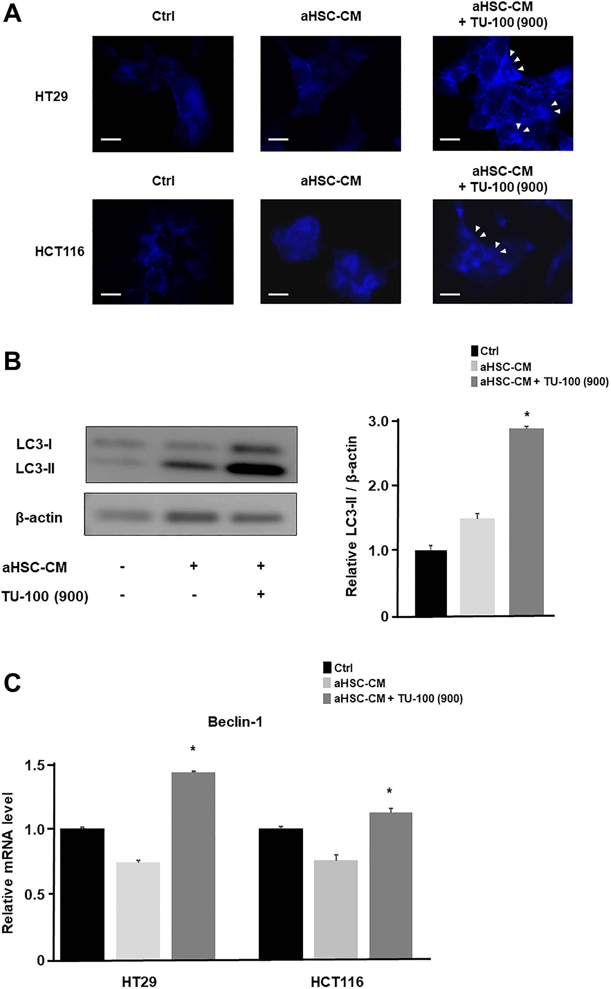 TU-100 induced the autophagic cell death