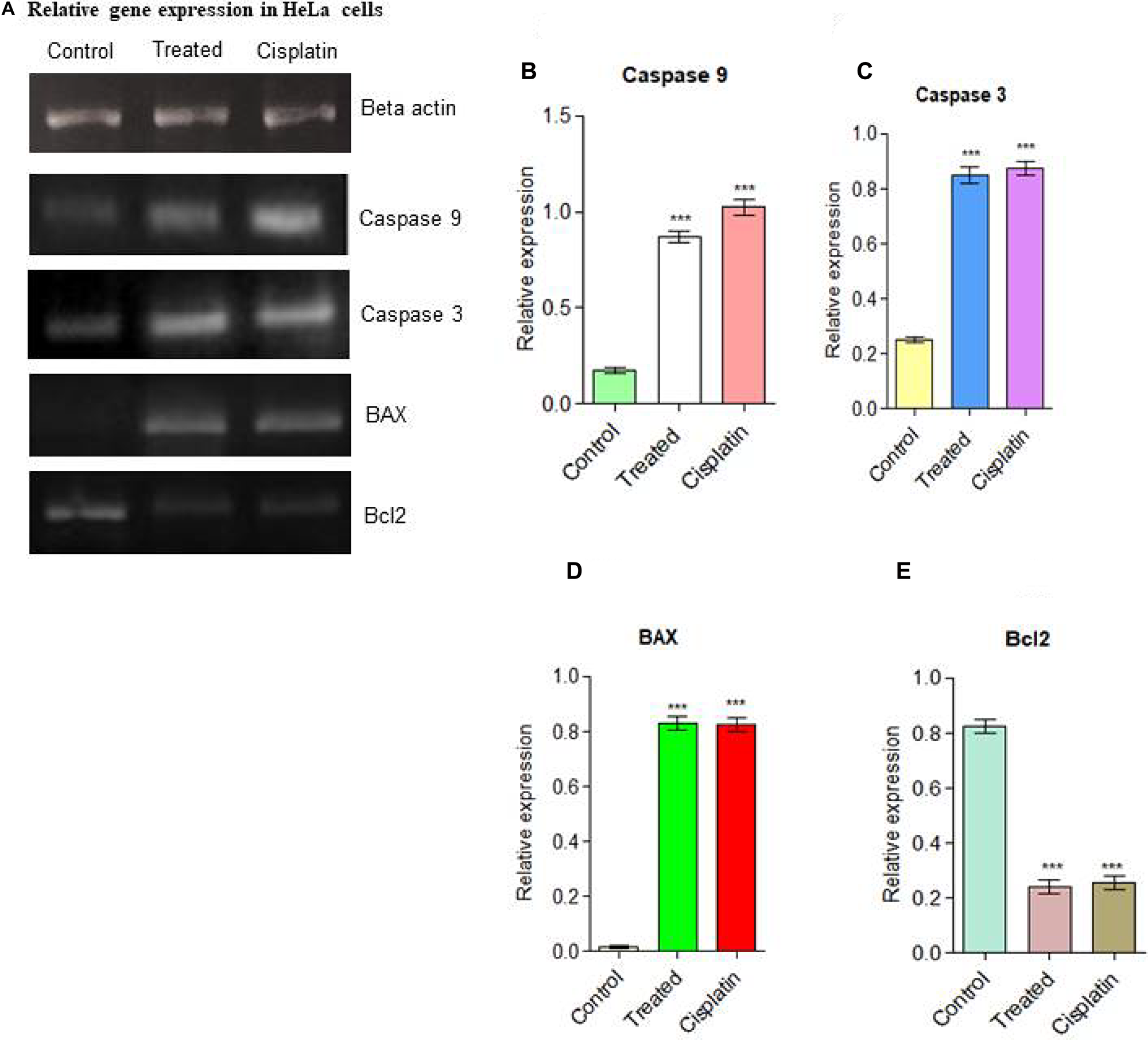 (A) Relative gene expressions in RT-PCR analysis for apoptotic pathway initiated by Caspase 9, Caspase 3, the up-regulation of BAX and down-regulation of Bcl2 was examined in HeLa cells. (B) Caspase 9, (C) Caspase 3, (D) BAX up-regulation (E) Down-regulation of Bcl2. Statistical significance was expressed as ***P $!--ESC