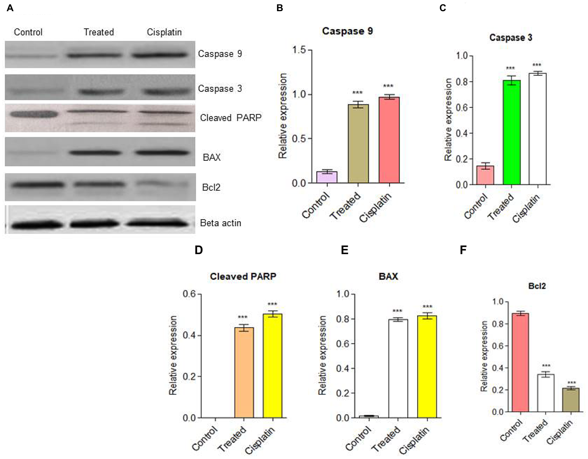 (A) Western blot analysis for apoptotic pathway initiated by Caspase 9, Caspase 3 and later execution pathway activates. The up-regulation of BAX and down-regulation of Bcl2 was examined in HeLa cells. (B) Caspase 9, (C) Caspase 3, (D) PARP cleavage (E) BAX up-regulation (F) Down-regulation of Bcl2. Statistical significance was expressed as ***P $!--ESC