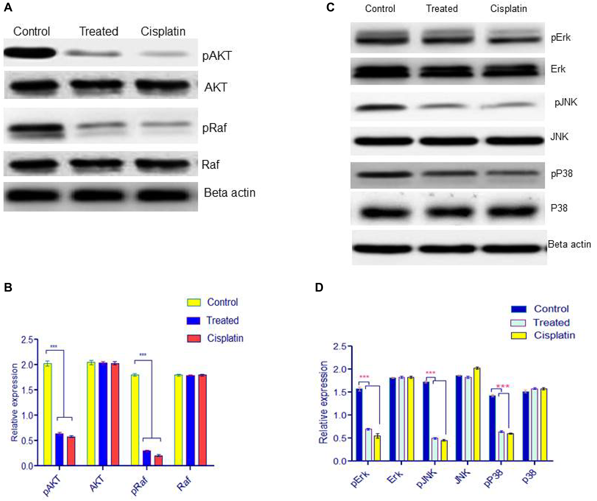 (A) Western blot analysis for downstream signaling pathway was examined by pAKT, AKT, pRaf, Raf. (B) Statistical significance was expressed as ***P $!--ESC
