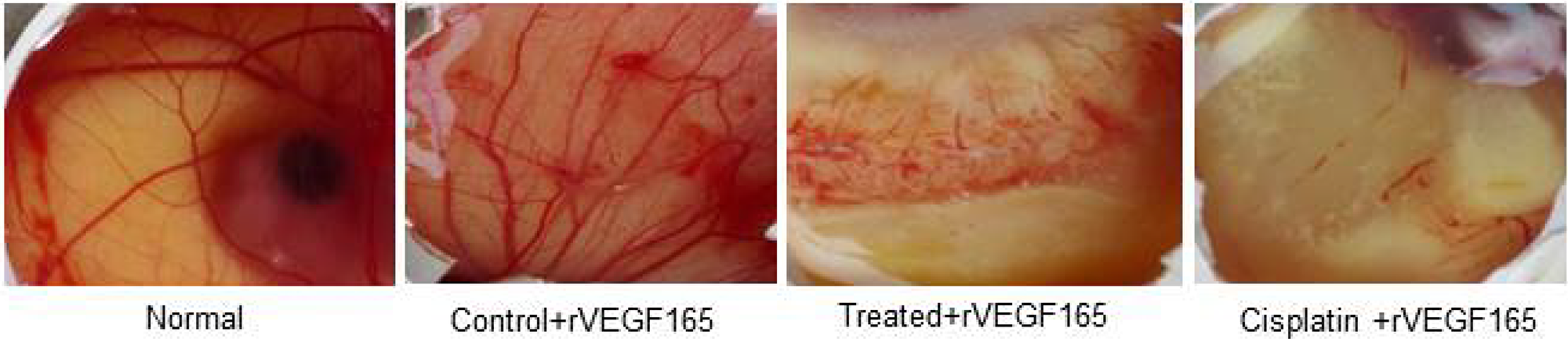 In-vivo CAM photos appearing decreased degree of angiogenesis in d1 and cisplatin treated eggs