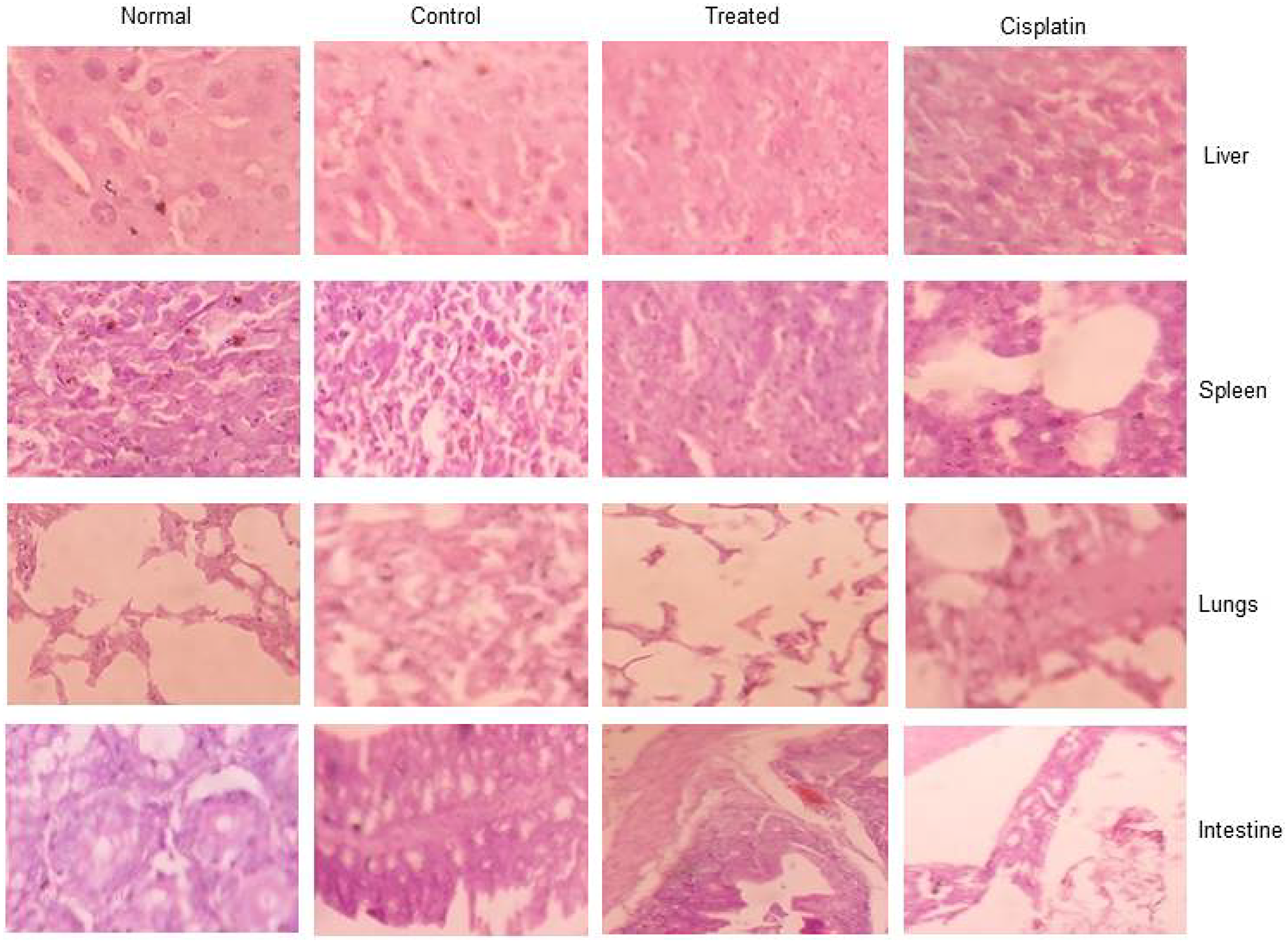 The toxicology studies for d1 in EAC animal model for liver, spleen, lungs, and intestine