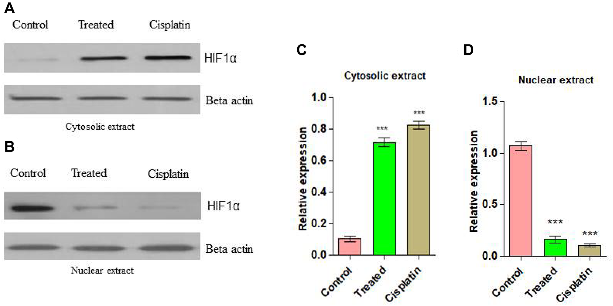 (A) Western blots analysis for anti-angiogenic action on d1 in Cytosolic extract from EAC cells. (B) Anti-angiogenic action on d1 in nuclear extract. (C) Graphical representation of cytosolic expression level in EAC cells. (D) Graphical representation of cytosolic expression level in EAC cells. Statistical significance was expressed as ***P $!--ESC