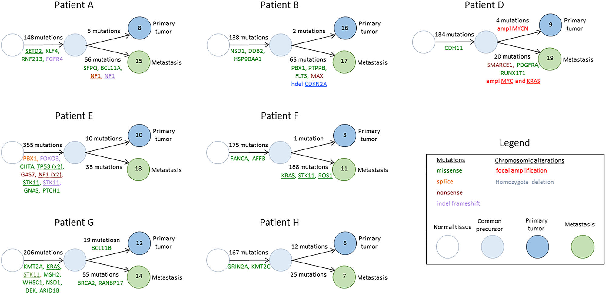 Phylogenic trees describing the common precursor between primary tumors and BMs and the number of acquired mutations in each sample