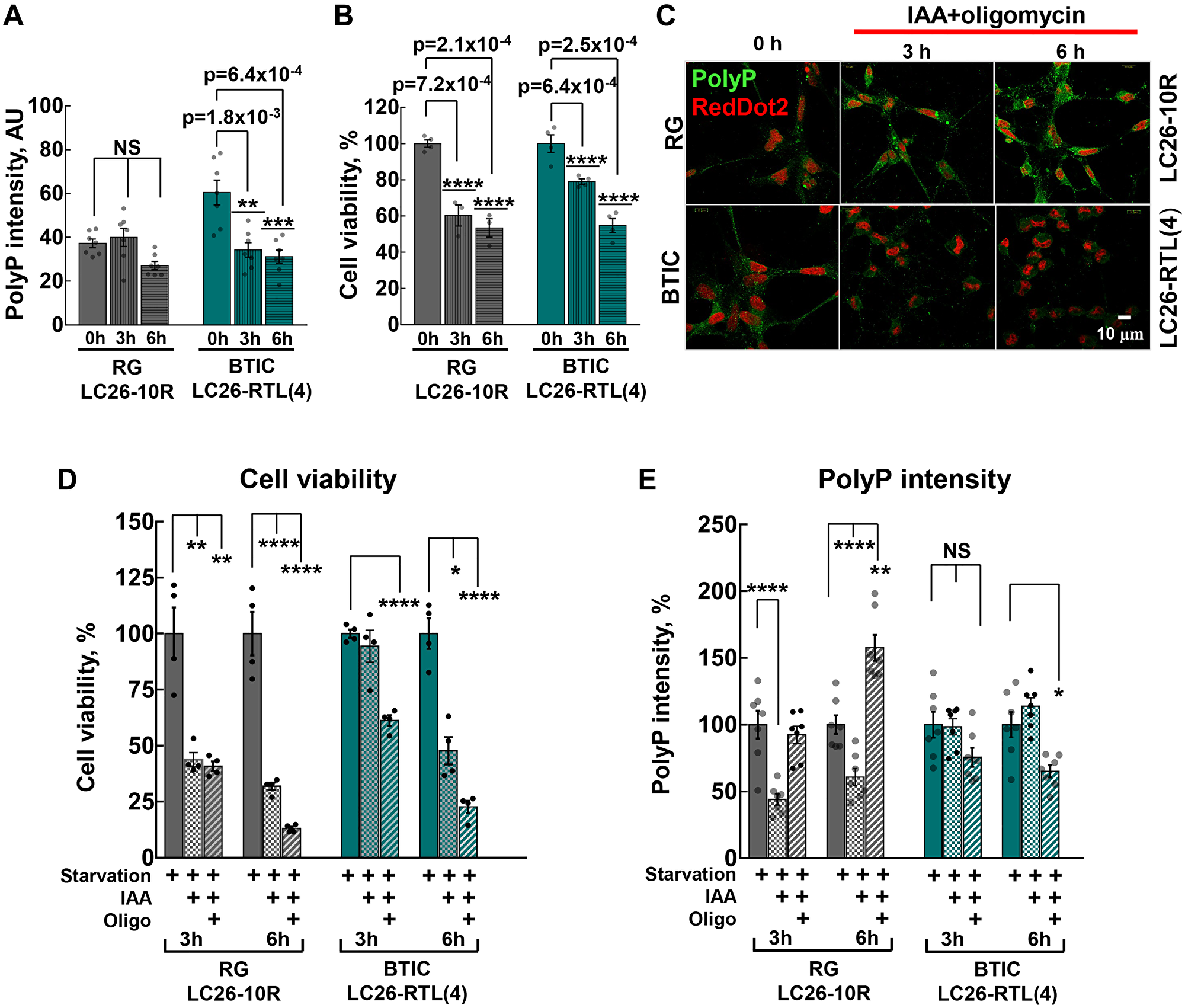 (A) Intensity of cellular polyP fluorescence signal before and after 3 hour and 6 hour starvation of LC26-10R (RG) (p = 1.0 for 0 h vs. 3 h starvation, and p = 0.06 for 0 h vs. 6 h starvation) and LC26- RTL(4) (BTICs) (p = 1.8 × 10-3 for 0 h vs. 3 h starvation, and p = 6.4 × 10-4 for 0 h vs. 6 h starvation). Glucose deprivation is indicated as starvation. (B) Cell viability before and after 3 hour and 6 hour starvation of LC26-10R (RG) (p = 7.2 × 10-4 for 0 h vs. 3 h, and p = 2.1 × 10-4 for 0 h vs. 6 h) and LC26- RTL(4) (BTICs) (p = 6.4 × 10-4 for 0 h vs. 3 h, and p = 2.5 × 10-4 for 0 h vs. 6 h). (C) PolyP staining (green) before and after 3 hour and 6 h starvation along with glycolysis inhibitor IAA and mitochondrial ATP-synthase (OXPHOS) inhibitor olygomycin treatment of RG and BTICs. RedDot2 (red) nuclear staining. (D and E) Cell viability and intensity of polyP fluorescence signal in RG and BTICs after 3 h and 6 h starvation, IAA or IAA/Oligomycin treatment. d, RG (p = 1.04 × 10-2 for 3 h starvation vs. 3 h starvation+IAA, p = 1.09 × 10-2 for 3 h starvation vs. 3 h starvation+IAA+Oligo, p = 3 × 10-3 for 6 h starvation vs. 6 h starvation+IAA and p = 3.7 × 10-3 for 6 h starvation vs. 6 h starvation+IAA+Oligo); and BTICs (p = 0.57 for 3 h starvation vs. 3 h starvation+IAA, p = 3.9 × 10-3 for 3 h starvation vs. 3 h starvation+IAA+Oligo, p = 6 × 10-4 for 6 h starvation vs. 6 h starvation+IAA and p = 2.3 × 10-3 for 6 h starvation vs. 6 h starvation+IAA+Oligo). (E) RG (p = 5.5 × 10-5 for 3 h starvation vs. 3 h starvation+IAA, p = 0.8 for 3 h starvation vs. 3 h starvation+IAA+Oligo, p = 2.7 × 10-5 for 6 h starvation vs. 6 h starvation IAA and p = 1.1 × 10-3 for 6 h starvation vs. 6 h starvation IAA+Oligo) and BTICs (p = 0.8 for 3 h starvation vs. 3 h starvation+IAA, p = 0.06 for 3 h starvation vs. 3 h starvation+IAA+Oligo, p = 0.31 for 6 h starvation vs. 6 h starvation+IAA and p = 5.8 × 10-3 for 6 h starvation vs. 6 h starvation+IAA+Oligo).