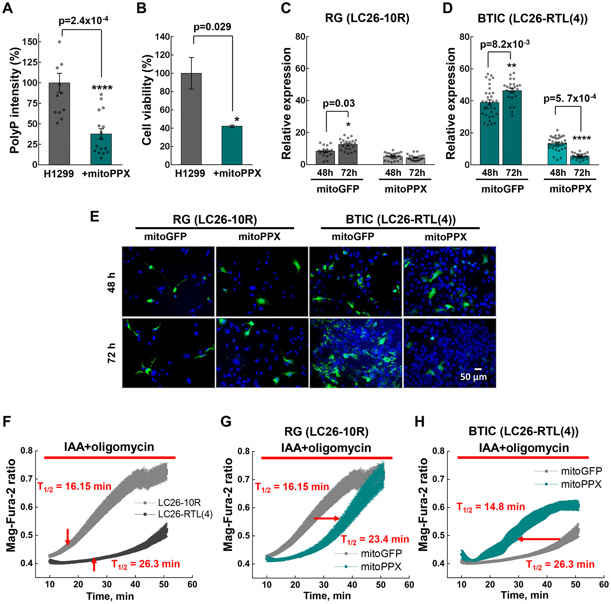 (A) PolyP intensities of H1299 cells transiently expressing mitoPPX. (B) Cell viability of H1299 lung cancer cells upon transient expression of mitoPPX, obtained by MTS assay. (C and D) Relative expression of mitoGFP or mitoPPX-GFP in LC26-10R and LC26- RTL(4) cells 48 hour and 72 hour post-transfection. (E) Representative images of LC26-10R and LC26- RTL(4) cells transiently expressing mitoGFP or mitoPPX-GFP after 48 hour and 72 hour post-transfection : green signal – GFP alone or GFP-PPX; blue – DAPI nuclear staining. (F) Comparative fluorescence measurements of the intracellular Mg2+ concentration performed on LC26-10R and LC26- RTL(4). (G and H) Fluorescence measurements of the intracellular Mg2+ concentration performed on LC26-10R (G) and LC26- RTL(4) (H) transiently expressing mitoPPX (cyan) vs. control cells. Intracellular Mg2+ increases as ATP is hydrolyzed in control and mitoPPX cells in response to inhibitors of ATP production, IAA (20 μM) and oligomycin (20 μM).