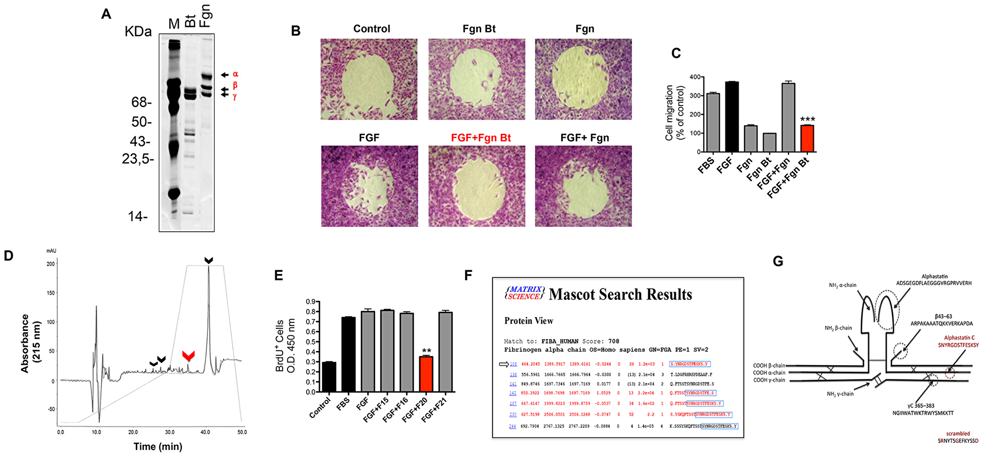 Alphastatin-C isolation and characterization