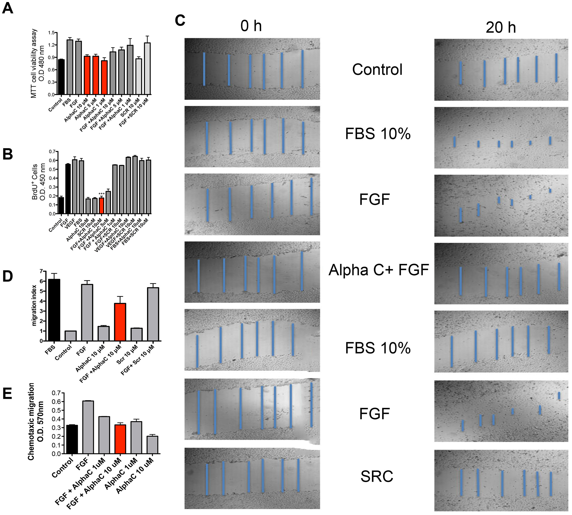 Effects of alphastatin-C on the proliferation, viability, chemotactic migration and chemokinetic migration of HUVEC-CS