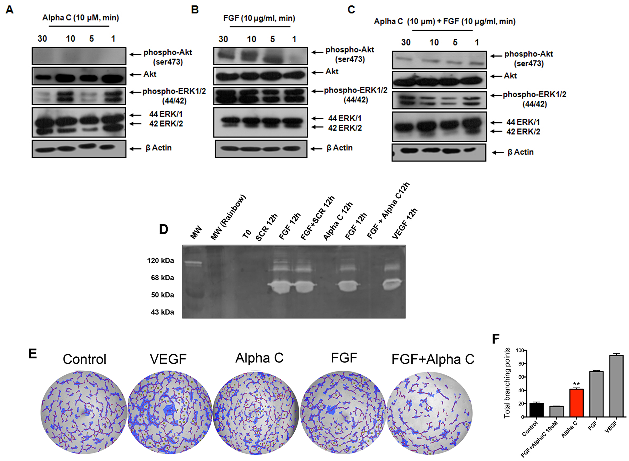Alphastatin-C blocks ERK and Akt activation by FGF and inhibits FGF-triggered MMPs secretion and tubulogenic activity