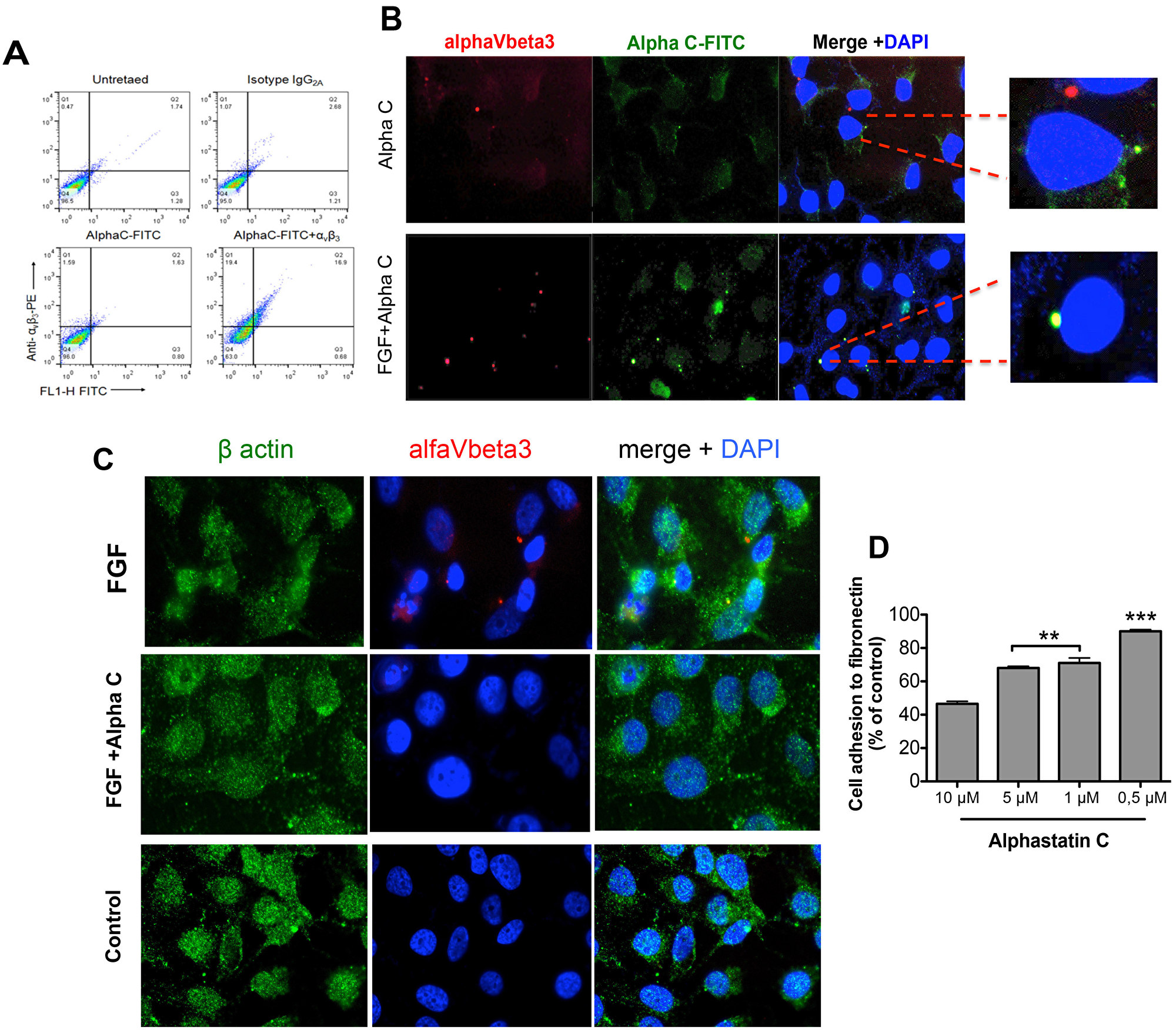 Alphastatin-C uncouples FGF-induced integrin V3 clustering and co-localizes with this integrin in the presence of bFGF