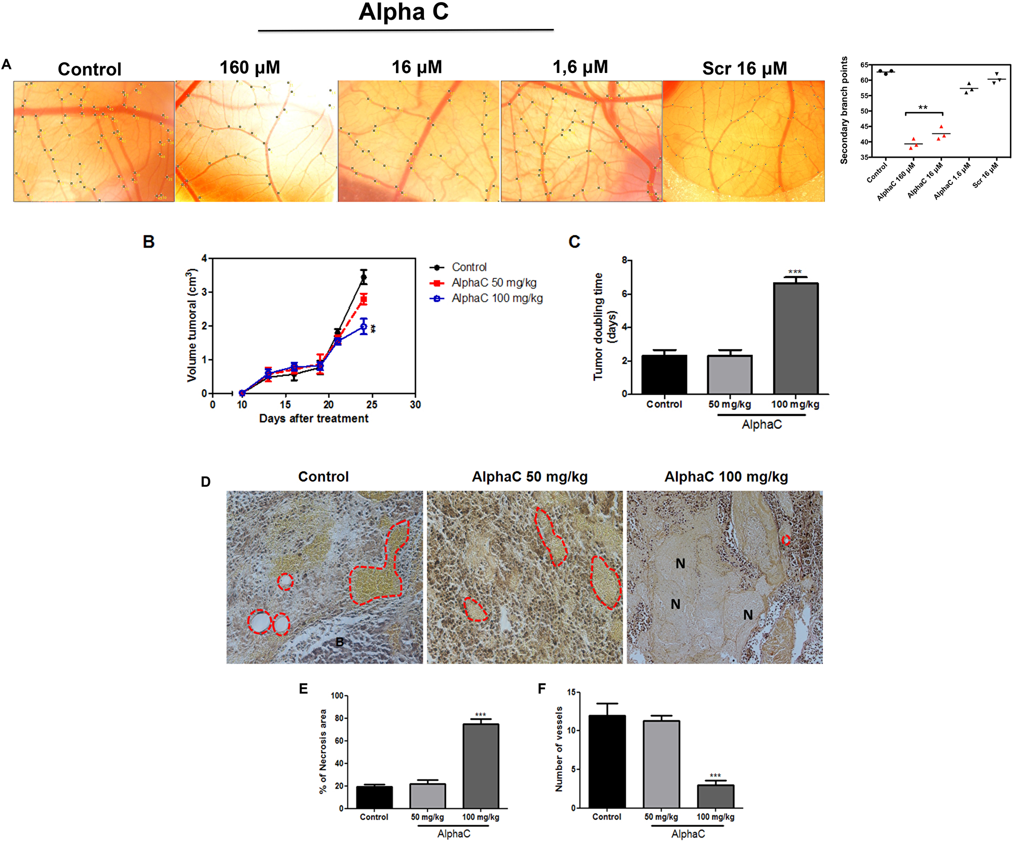 Alphastatin-C inhibits angiogenesis in vivo