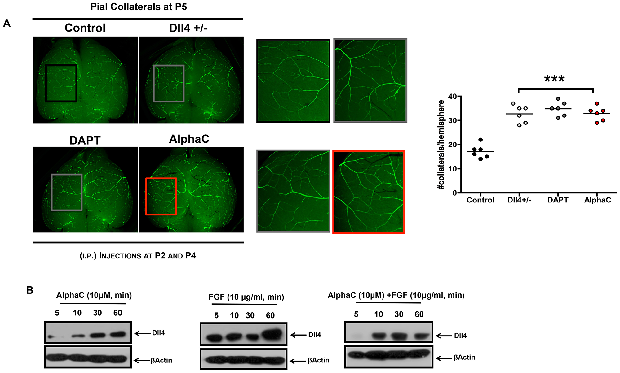 Alphastatin-C increases pial arteriolar formation in vivo
