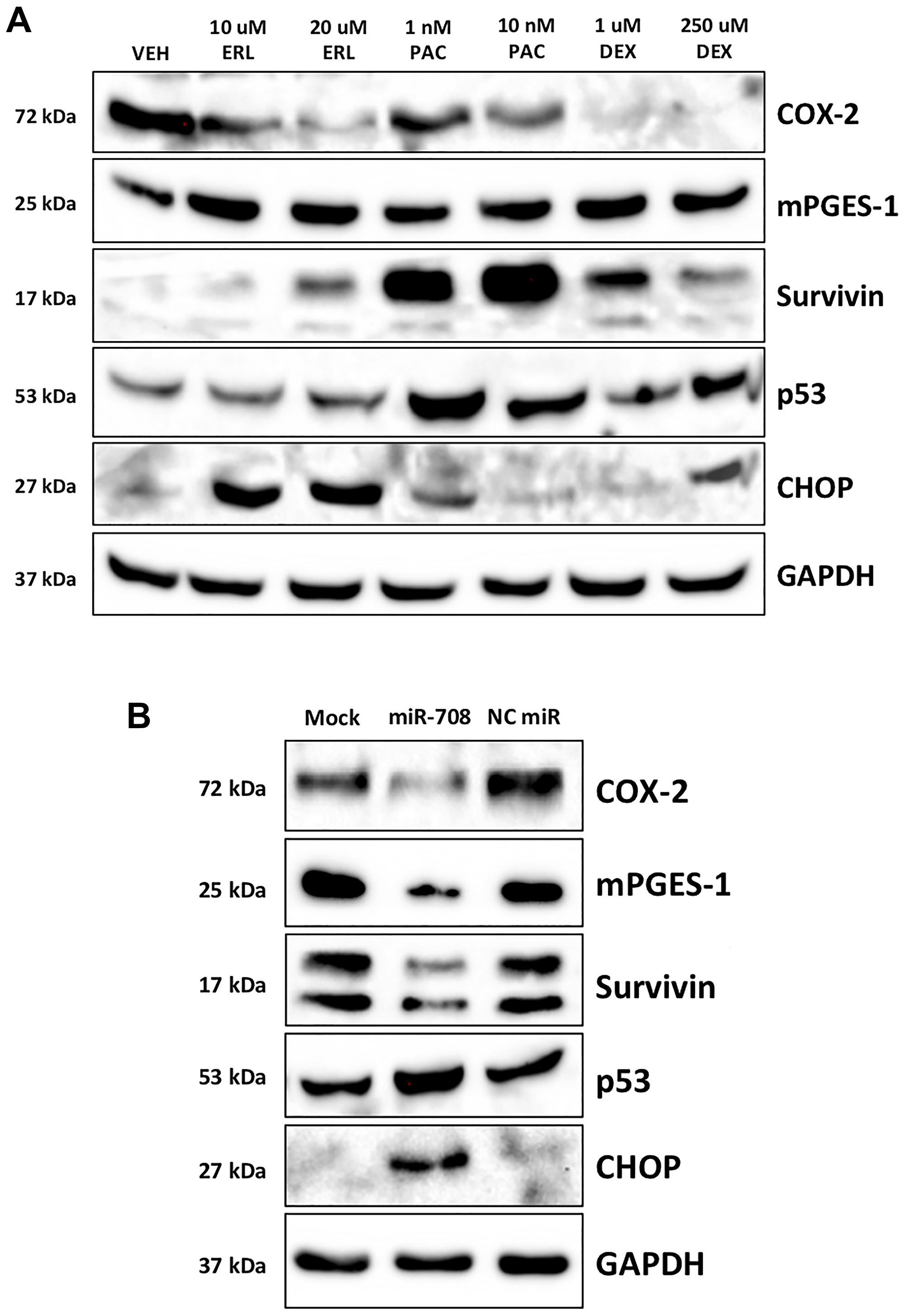 Chemotherapies and miR-708-5p induce survival-associated pathways in lung cancer cells