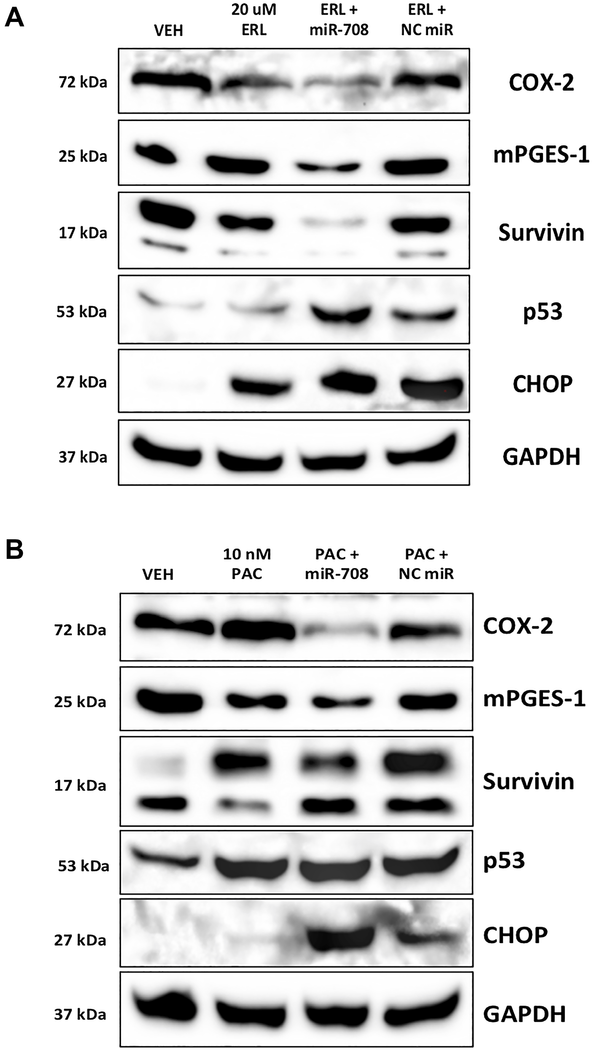 miR-708-5p enhances ERL/PAC regulation of AA pathway and apoptotic signaling expression in lung cancer cells