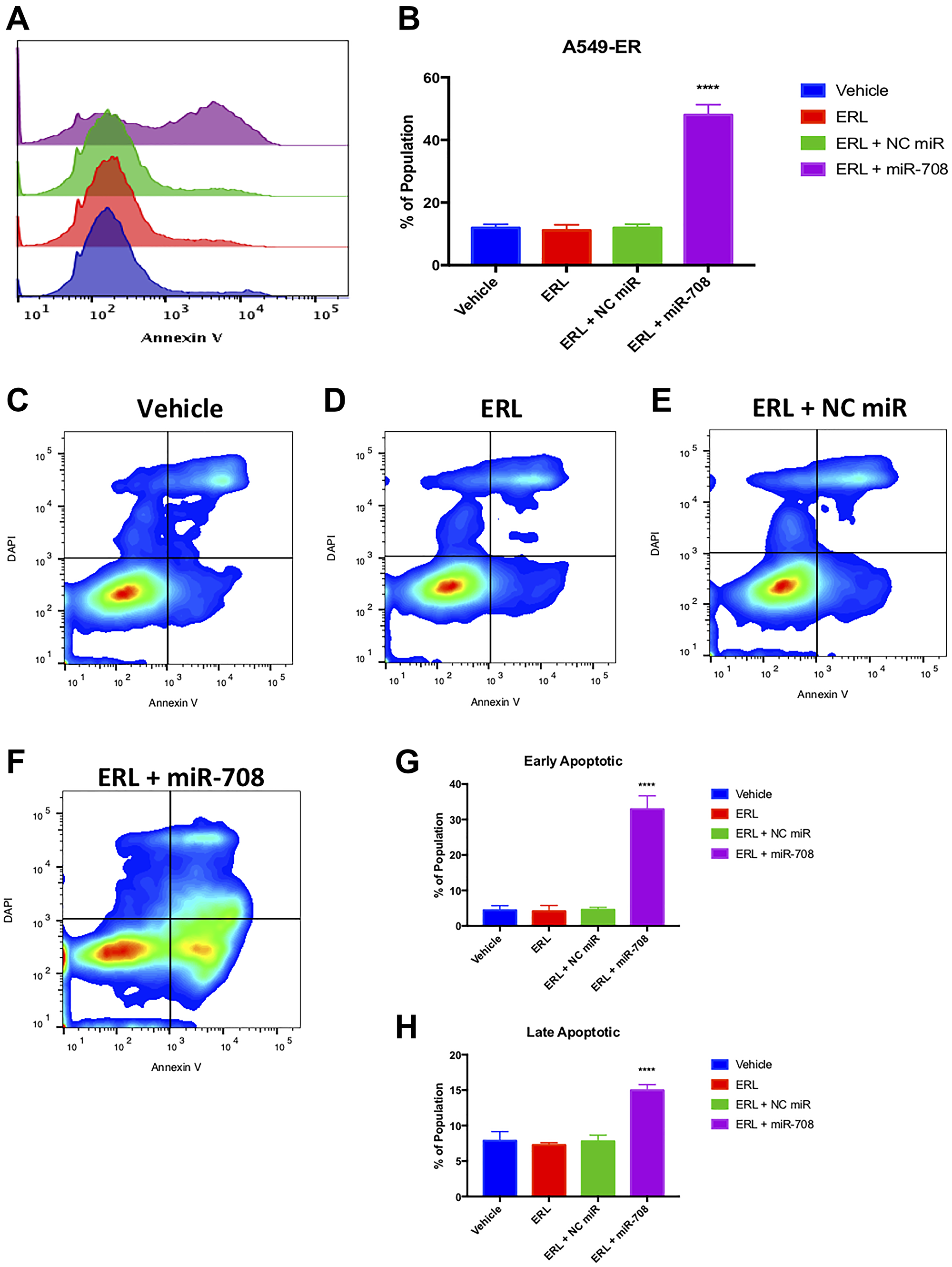 Combinatory miR-708-5p + ERL treatment induces apoptosis in A549-ER cells