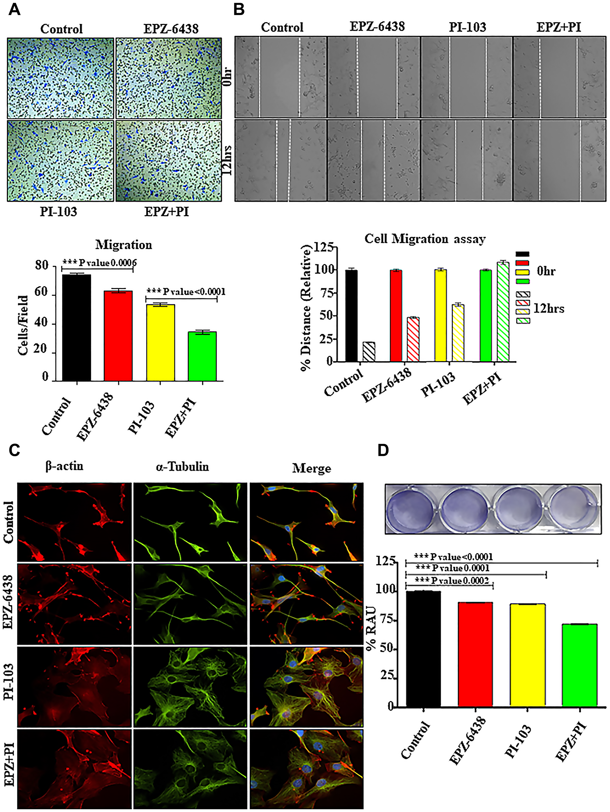 EPZ-6438 and PI-103 hinders the cellular migration of GBM U-87 cells