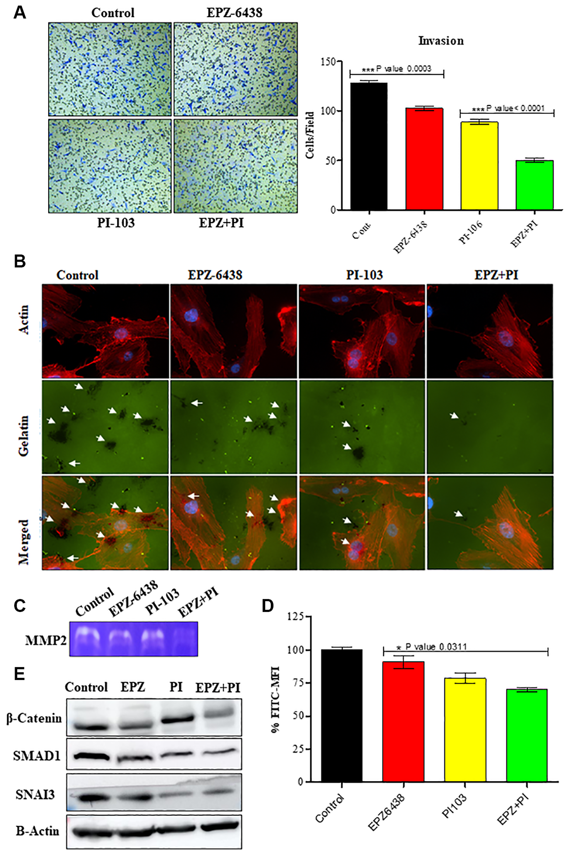 EPZ-6438 and PI-103 reduces the invasive behavior of GBM U-87 cells