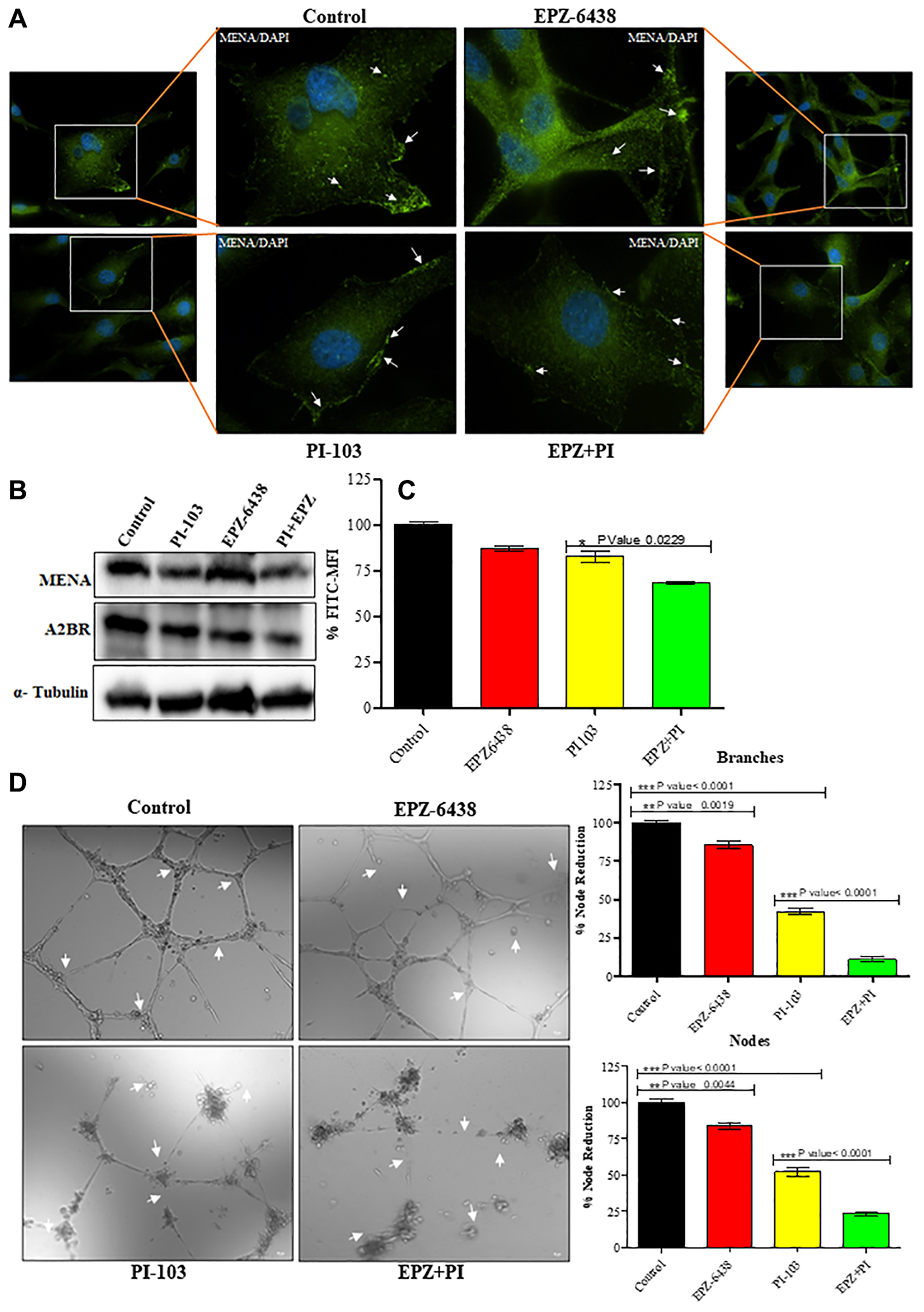 Treatment of EPZ and PI-103 inhibits the angiogenesis