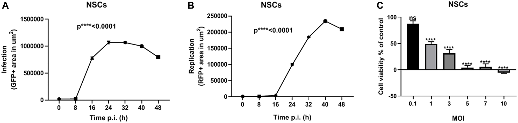 NSCs are permissive to vMyx-GFP-TdTr infection