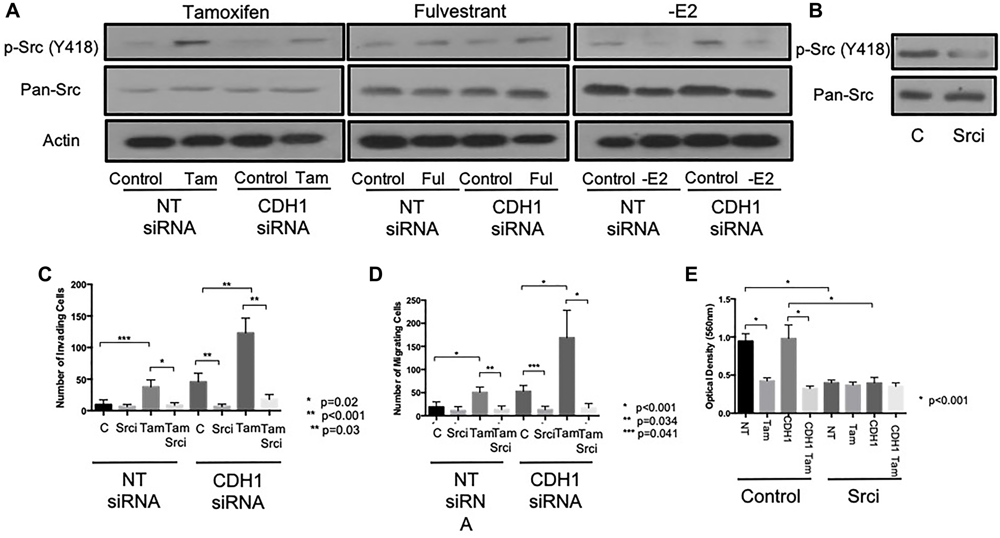 Tamoxifen and fulvestrant promote invasion of ER+ breast cancer cells through Src kinase