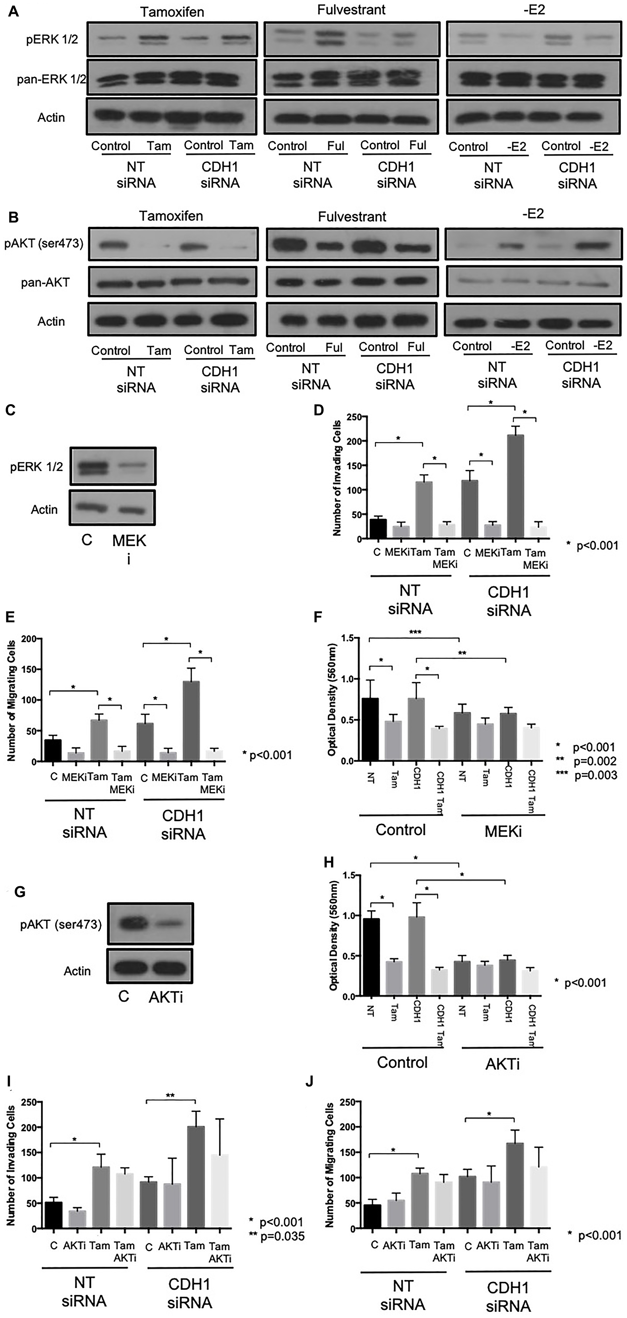 Tamoxifen and fulvestrant-mediated invasion and migration in ER+ breast cancer cells is ERK, but not AKT, dependent