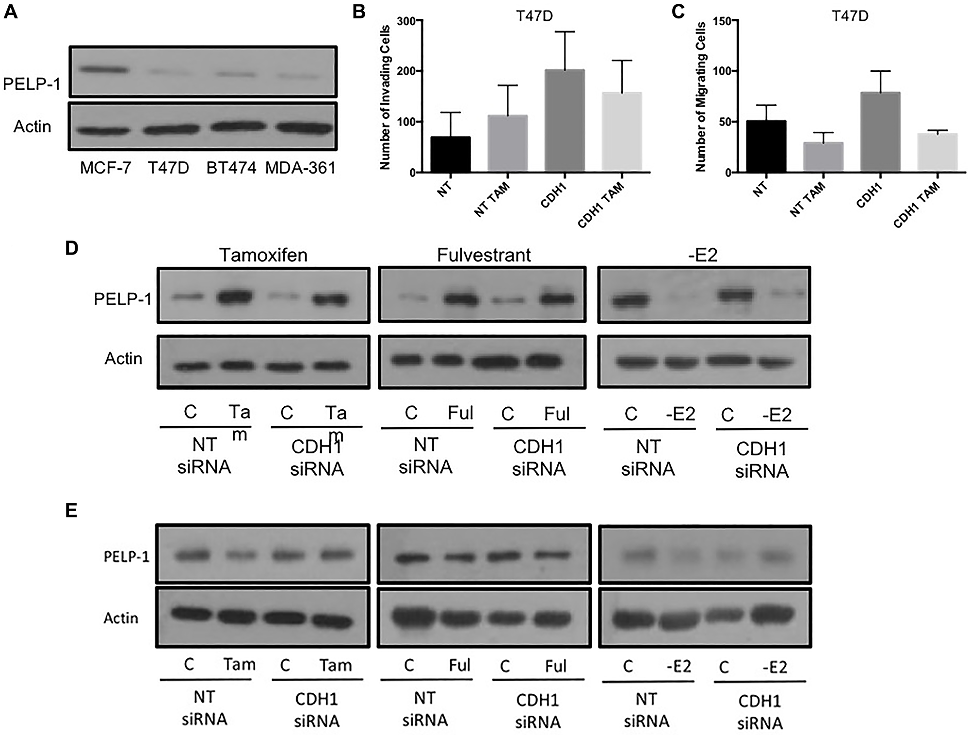 High PELP1 is associated with endocrine-induced invasion and migration in ER+ breast cancer cells