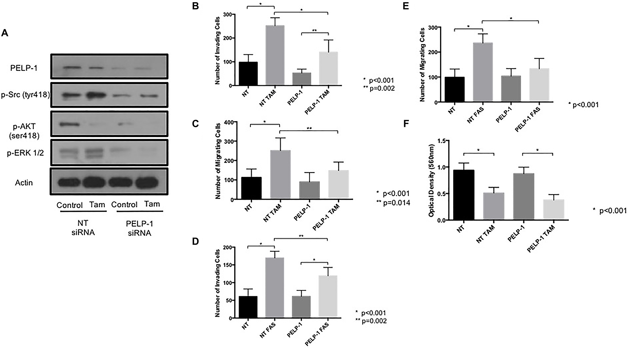PELP1 siRNA prevents tamoxifen and fulvestrant-induced pro-invasive responses in ER+ breast cancer cells