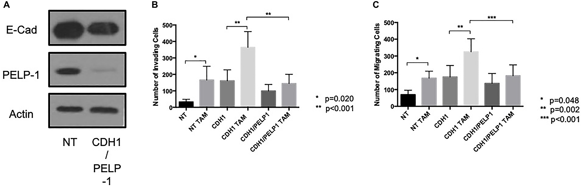 PELP 1 suppressed endocrine-induced invasion and migration in the absence of E-cadherin