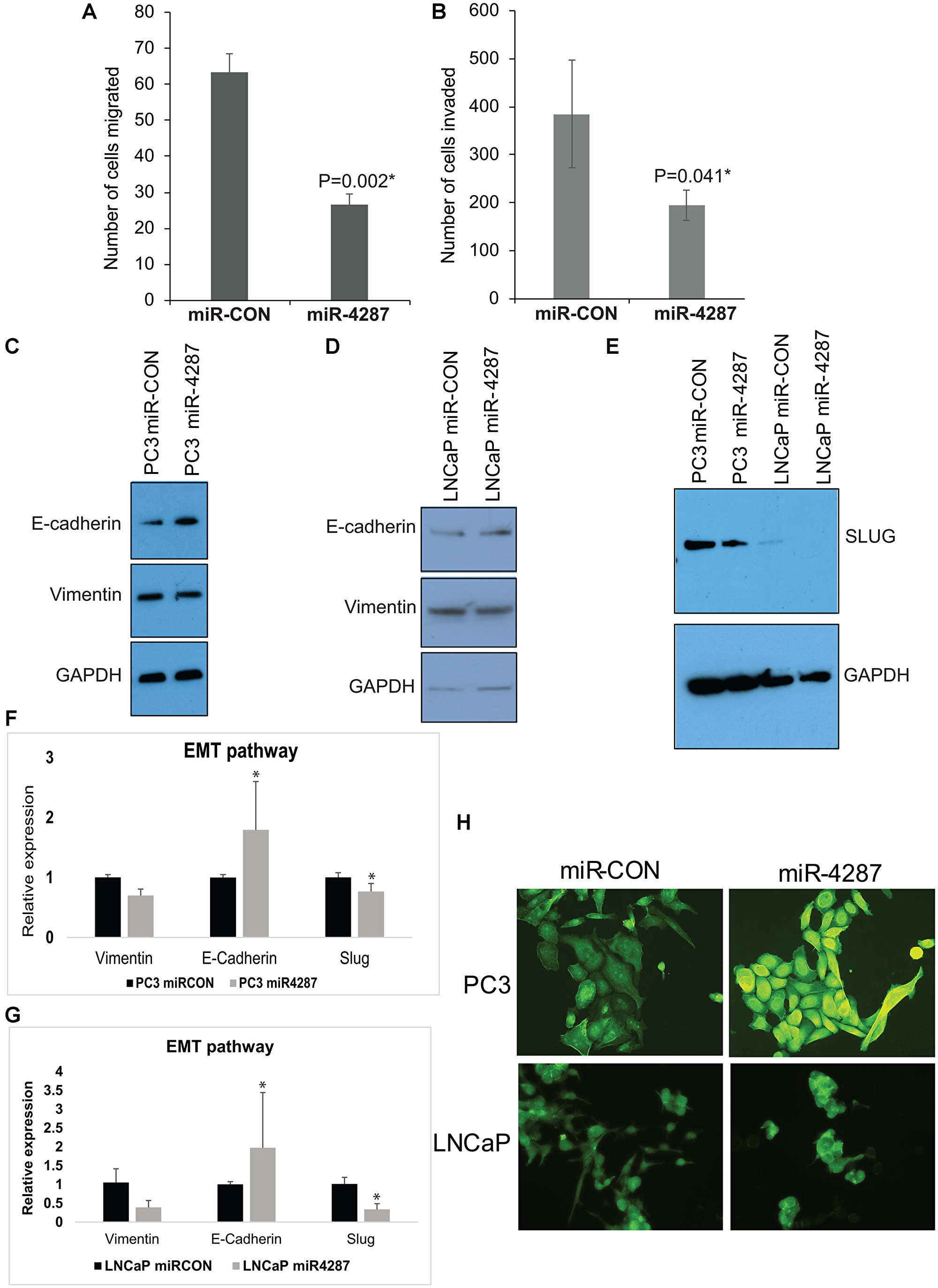 miR-4287 overexpression regulates EMT in prostate cancer cell lines