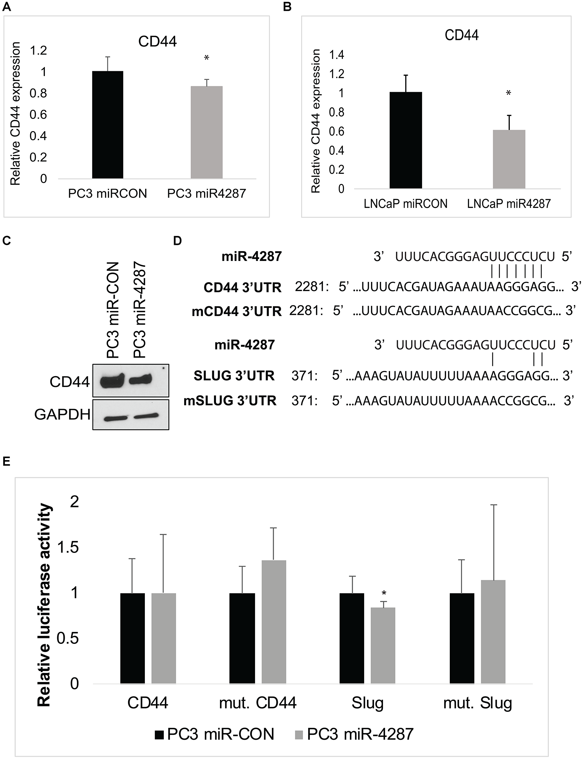 miR-4287 directly regulates stem cell marker CD44 and EMT mediator SLUG
