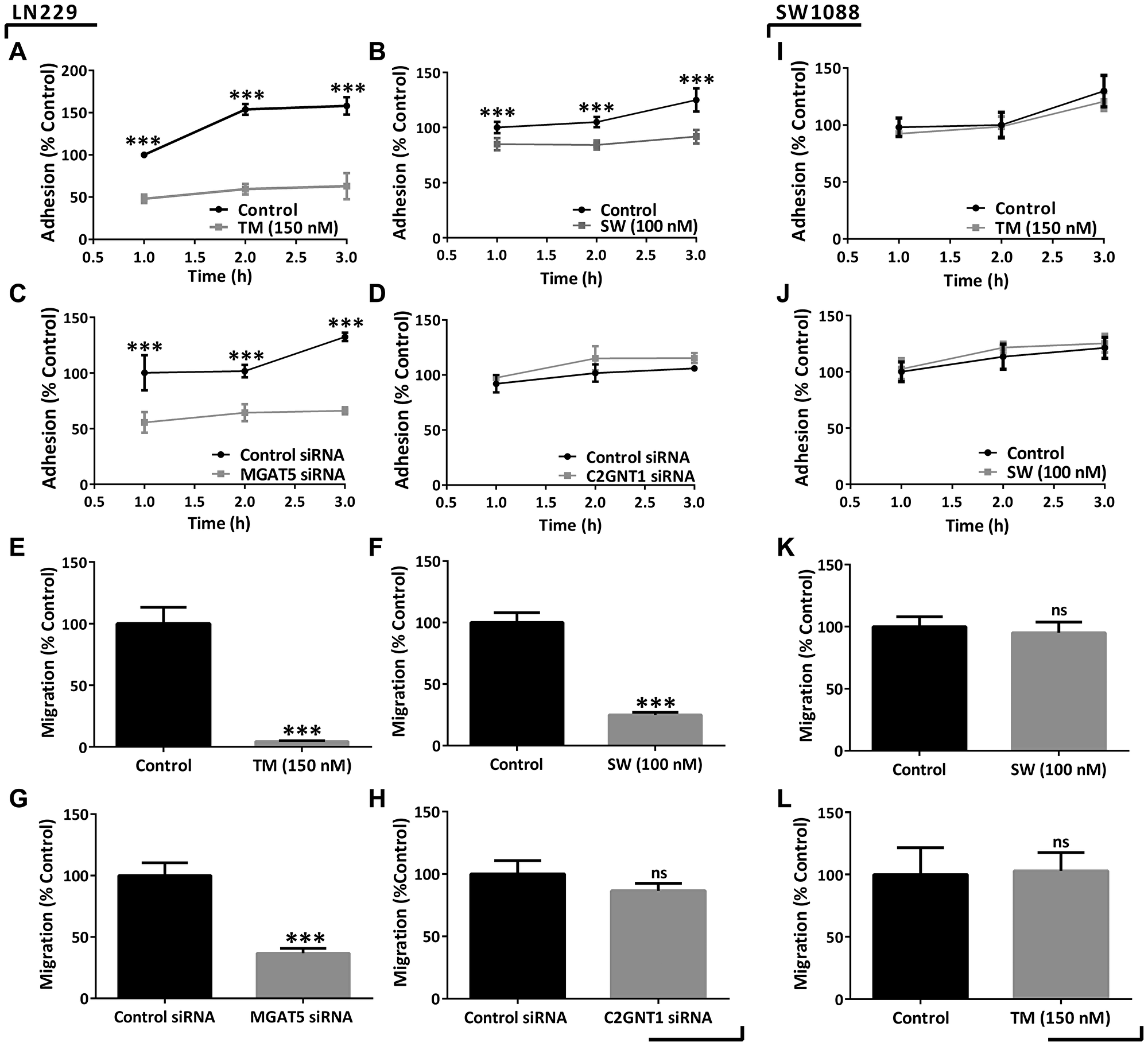 Evaluation of adhesion and migration capacities in high- and low-grade glioma cells under downmodulation of N- and core 2 O-GalNAc glycans