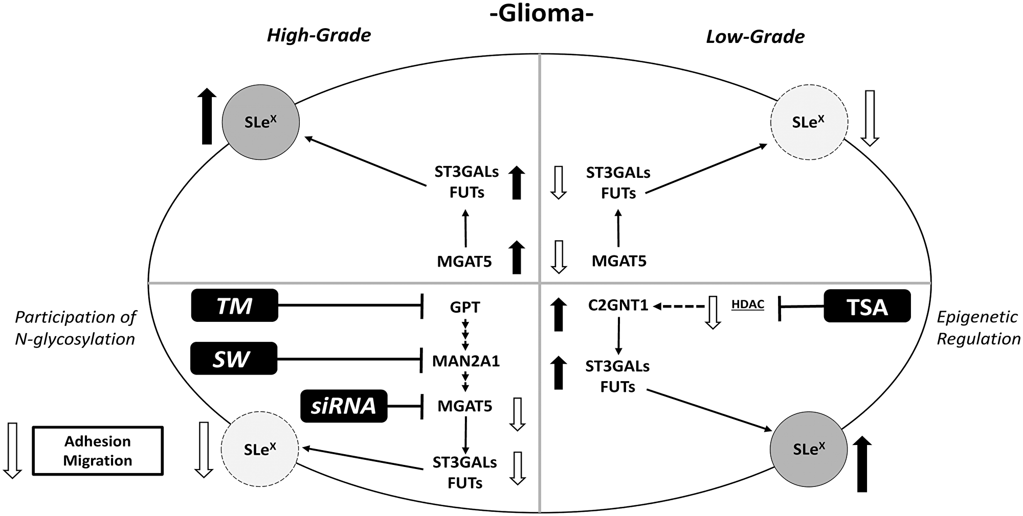 Schematic illustration of results obtained for Lewis glycans and expression of glycosyltransferases in treated and untreated high- and low-grade glioma cells