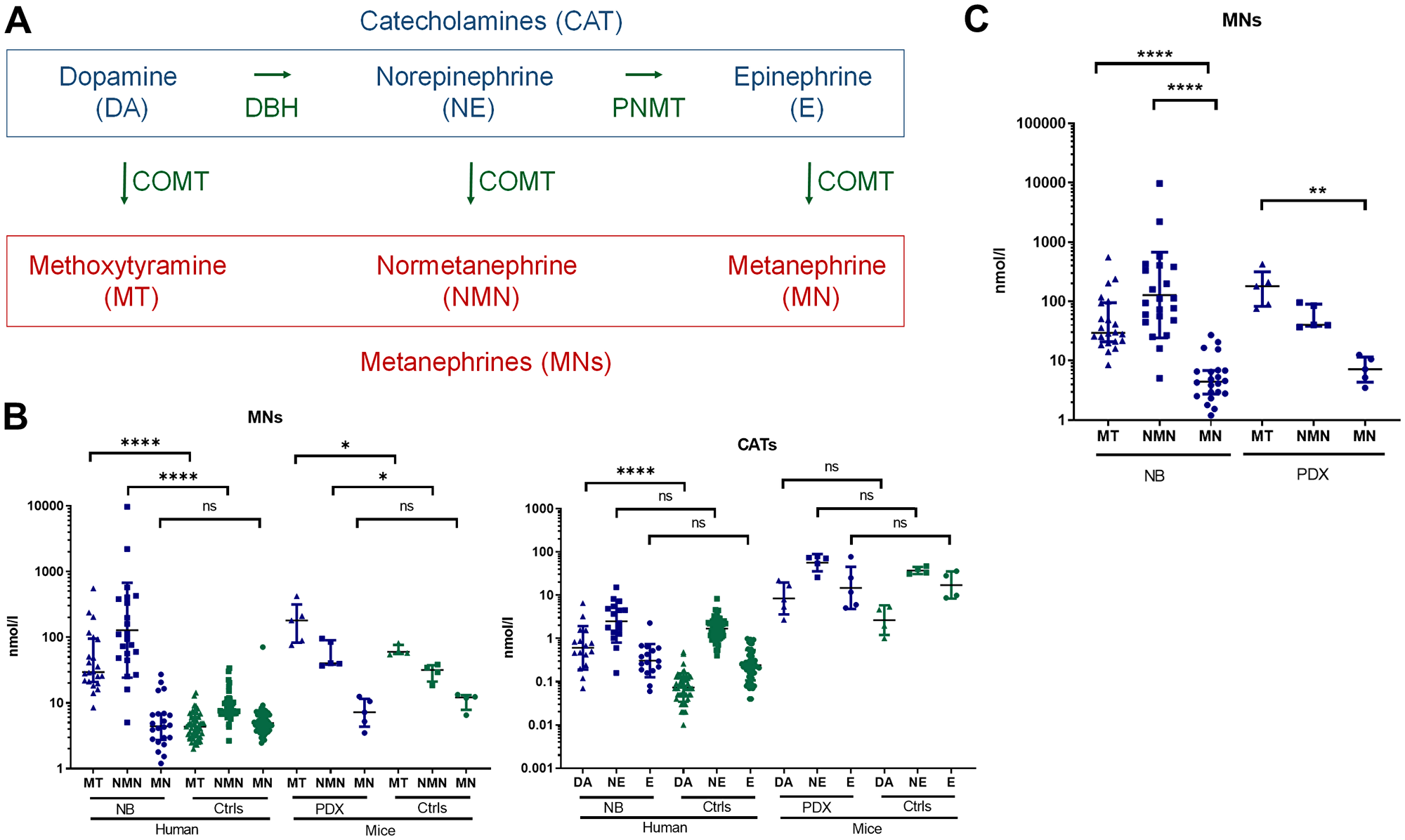 (A) Simplified scheme illustrating CAT and MNs metabolite biosynthesis. (B) Total plasma MNs (left panel) and CAT (right panel) in patients with NB (n = 22) compared with controls (n = 55) and in mice with NB-PDX (n = 5) compared with control mice (n = 4). Geo. mean for human samples in nmol/l for respectively MN, NMN and MT in NB patients: 4.83, 127.86 and 42.14; and for human controls: 5.17, 8.69 and 4.44. Mann Whitney test: ***p ≤ 0.0001 for both NMN and MT (tumors compared with controls). PDX MNs levels are reported in the text, *p ≤ 0.05. (C) Illustration of total plasma MNs in patients NB (n = 22) and PDX NB mice (n = 5), value similar as in (B), to compare the relative amount each individual MNs. Kruskal-Wallis multiple comparison test: ****p ≤ 0.0001, **p = 0.0027.