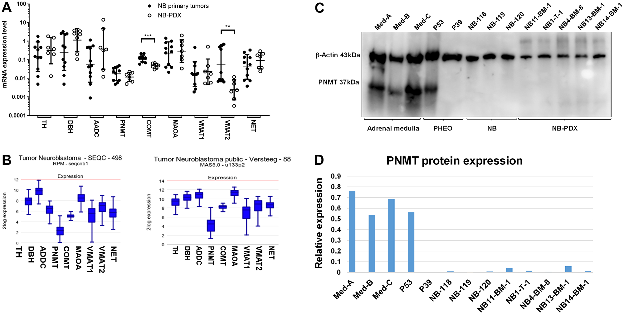 (A) mRNA expression levels of the main genes involved in CAT metabolism were analyzed by real-time qPCR in primary NB (n = 11) (black circles) and in NB-PDX (n = 7) (white circles). Data are plotted as mRNA expression level relative to the control genes TBP, GAPDH and EEIF1A1 with geo means ± geo SD (Mann Whitney test: COMT p = 0.0003, VMAT2 p = 0.0041, ns comparisons (p > 0.05) are not shown). qPCR analyses were performed in triplicats. (B) Illustration of the mRNA expression levels (normalized expression, in log2) of the indicated genes in two NB transcriptomic datasets analyzed by RNAseq (left) and microarrays (right). (C) Immunoblotting analysis of PNMT in representative tissues of three samples of adrenal gland tissue containing chromaffin cells, 2 PHEO, 3 NB and 5 NB-PDX. β-actin was used as loading control. (D) Densitometric quantification of immunoreactive band densities of Figure 4C using the Image J software (<a href="https://imagej.nih.gov/ij/download.html" target="