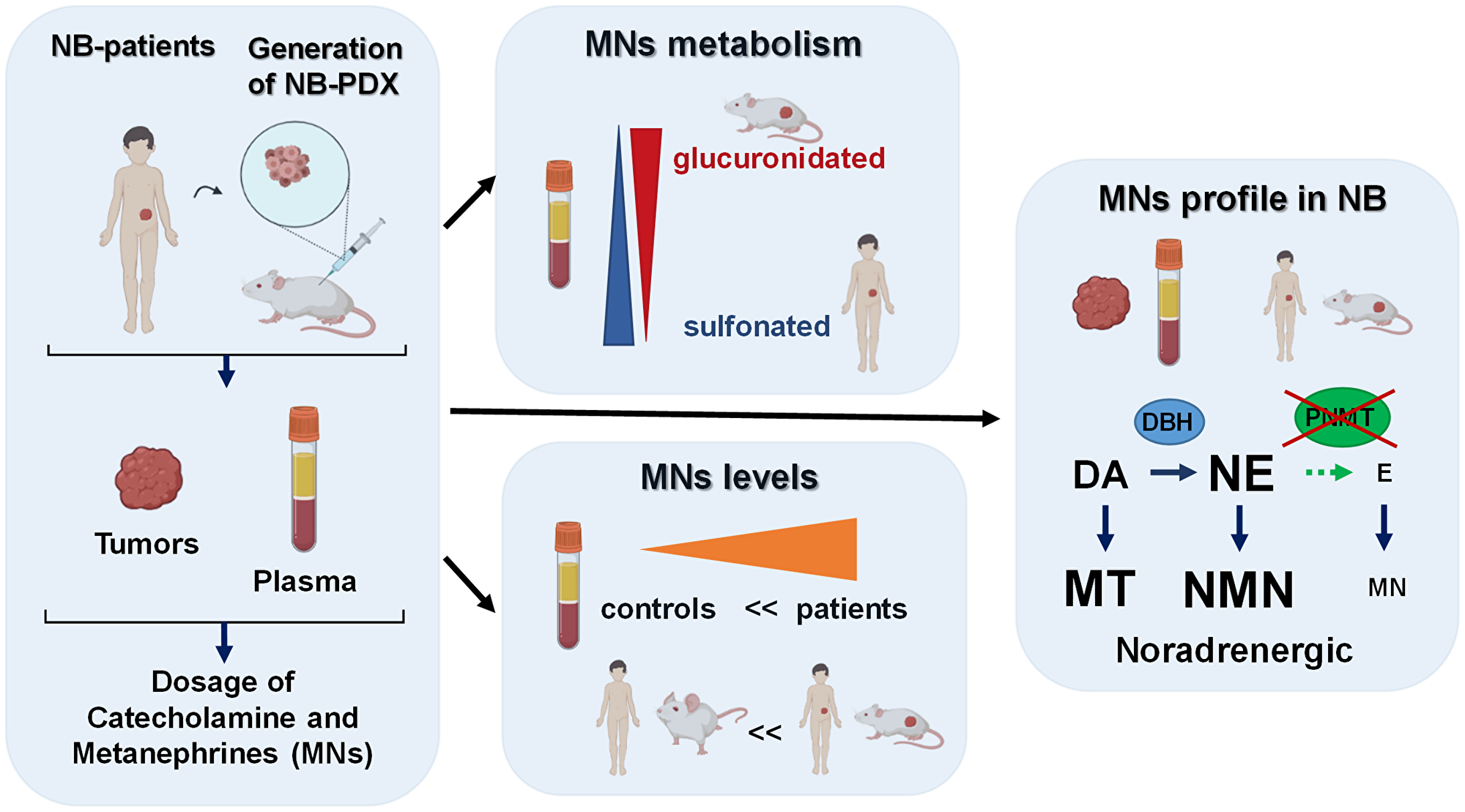 Graphical summary of our findings described in this report, as discussed in the results and discussion sections