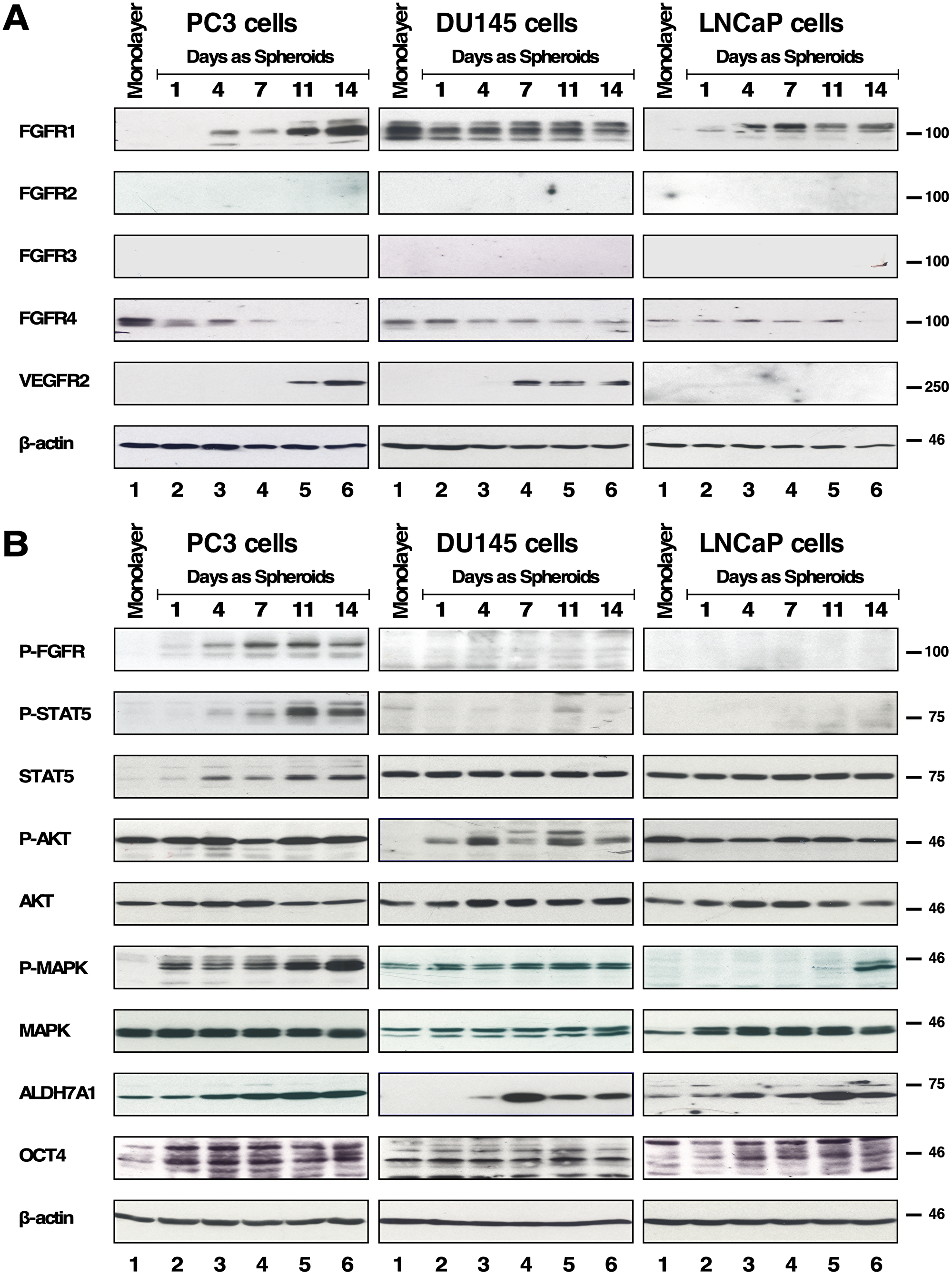 Expression and downstream cell signaling activation of FGFR of spheroids of PC3, DU145 and LNCaP