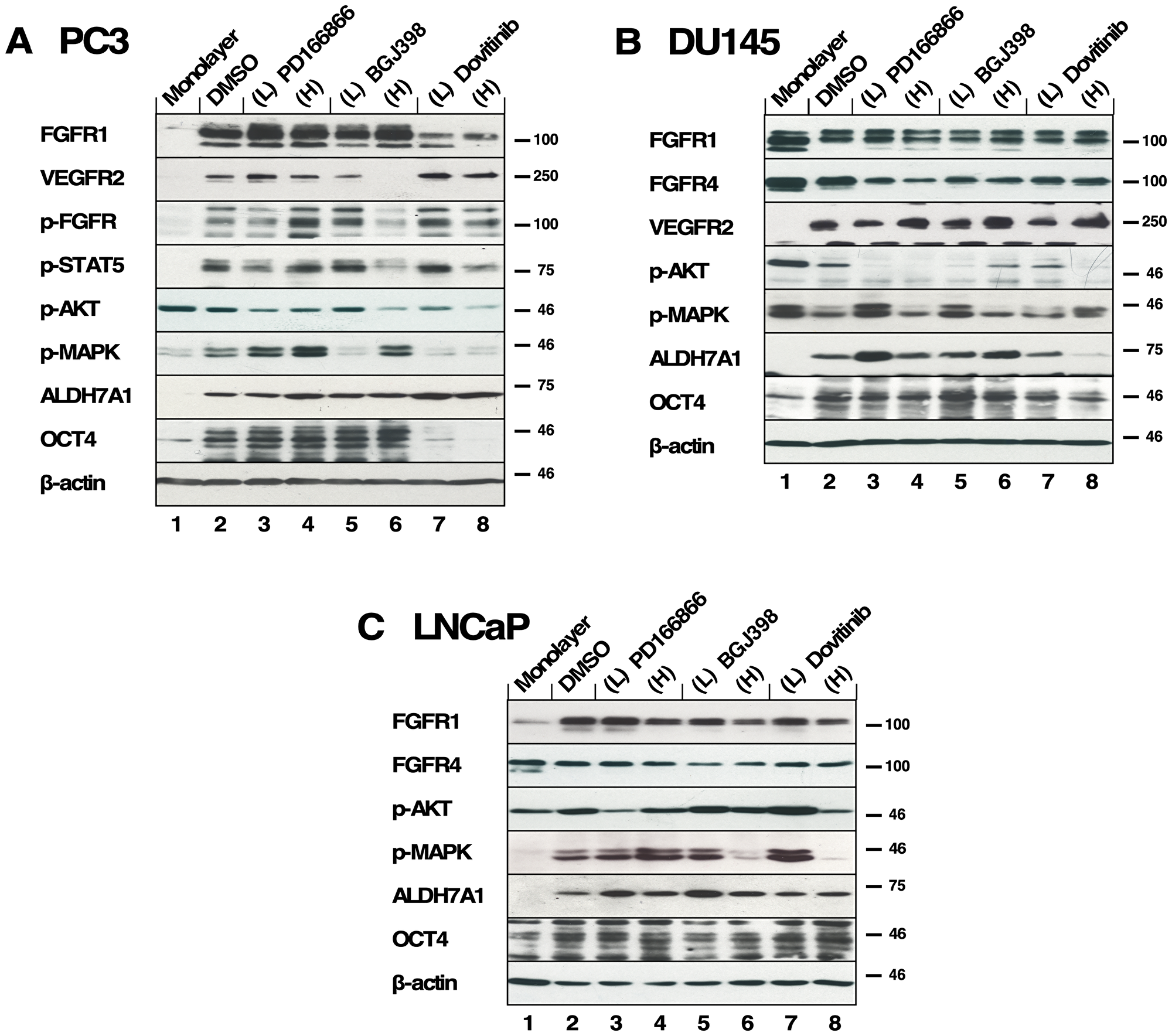 The effects of FGFR TKI treatment on 3D spheroid signaling pathways
