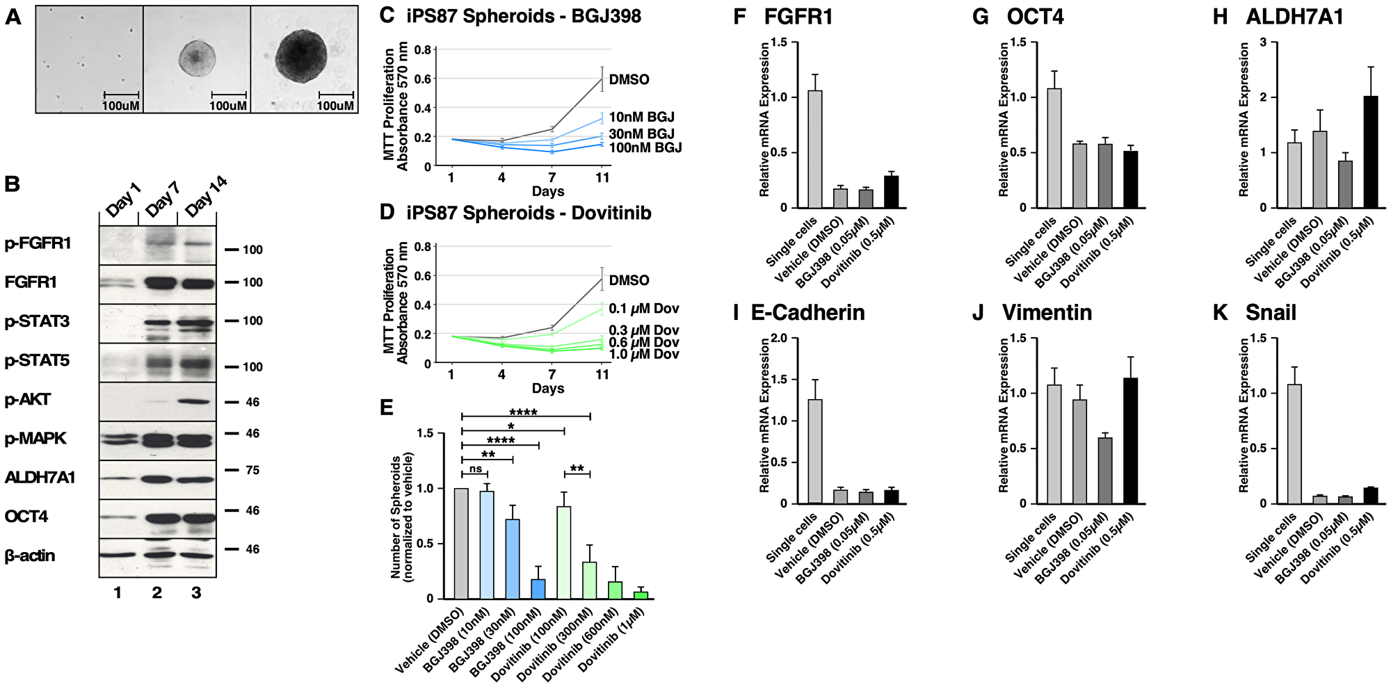 FGFR signaling in induced Pluripotent Stem (iPS) 87 Spheroids