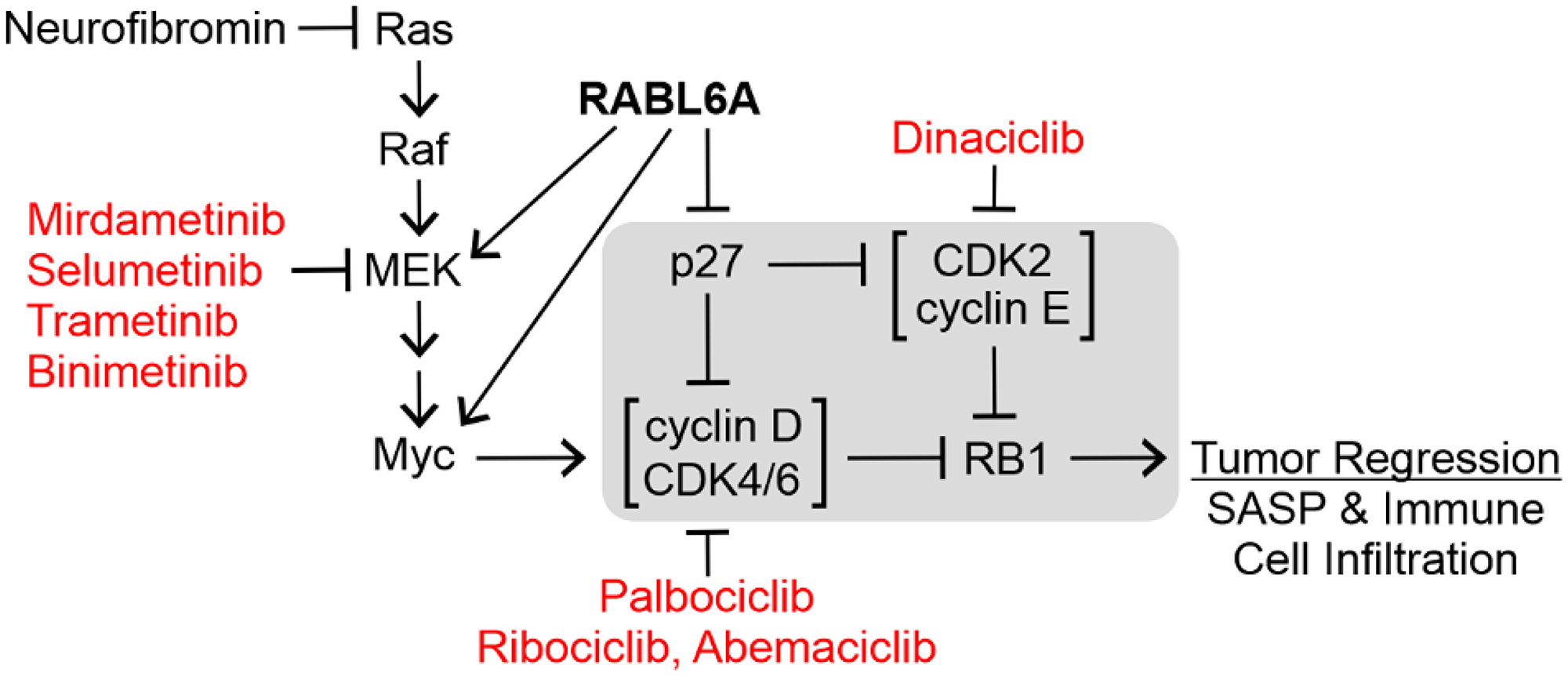 Pharmacologic targeting of the RABL6A-RB1 pathway in tumors