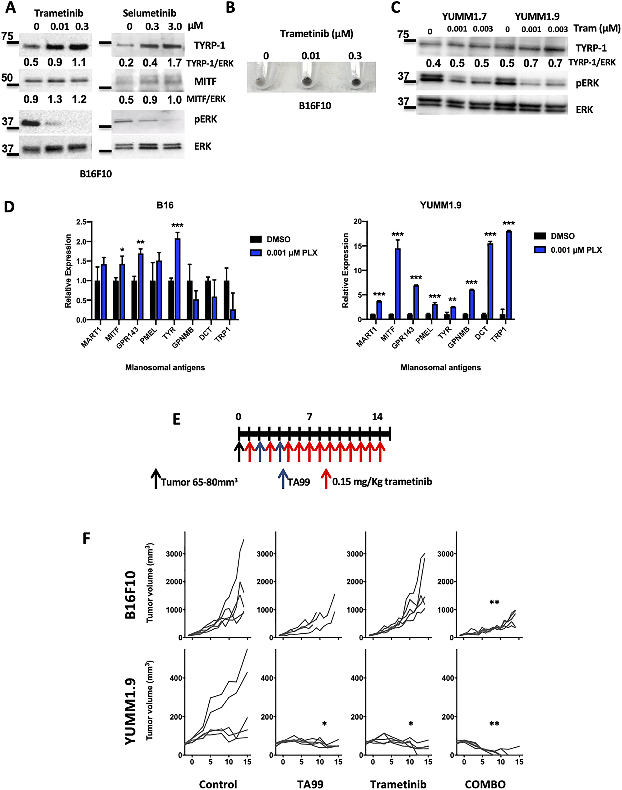 MEK inhibition enhances the anti-tumor effect with TA99 mAb