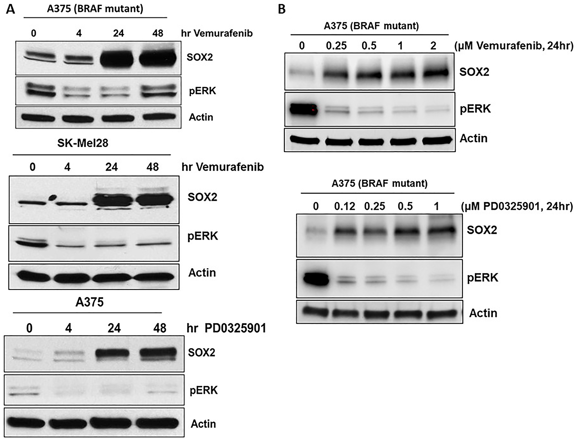 SOX2 expression is induced by BRAF and MEK inhibitors