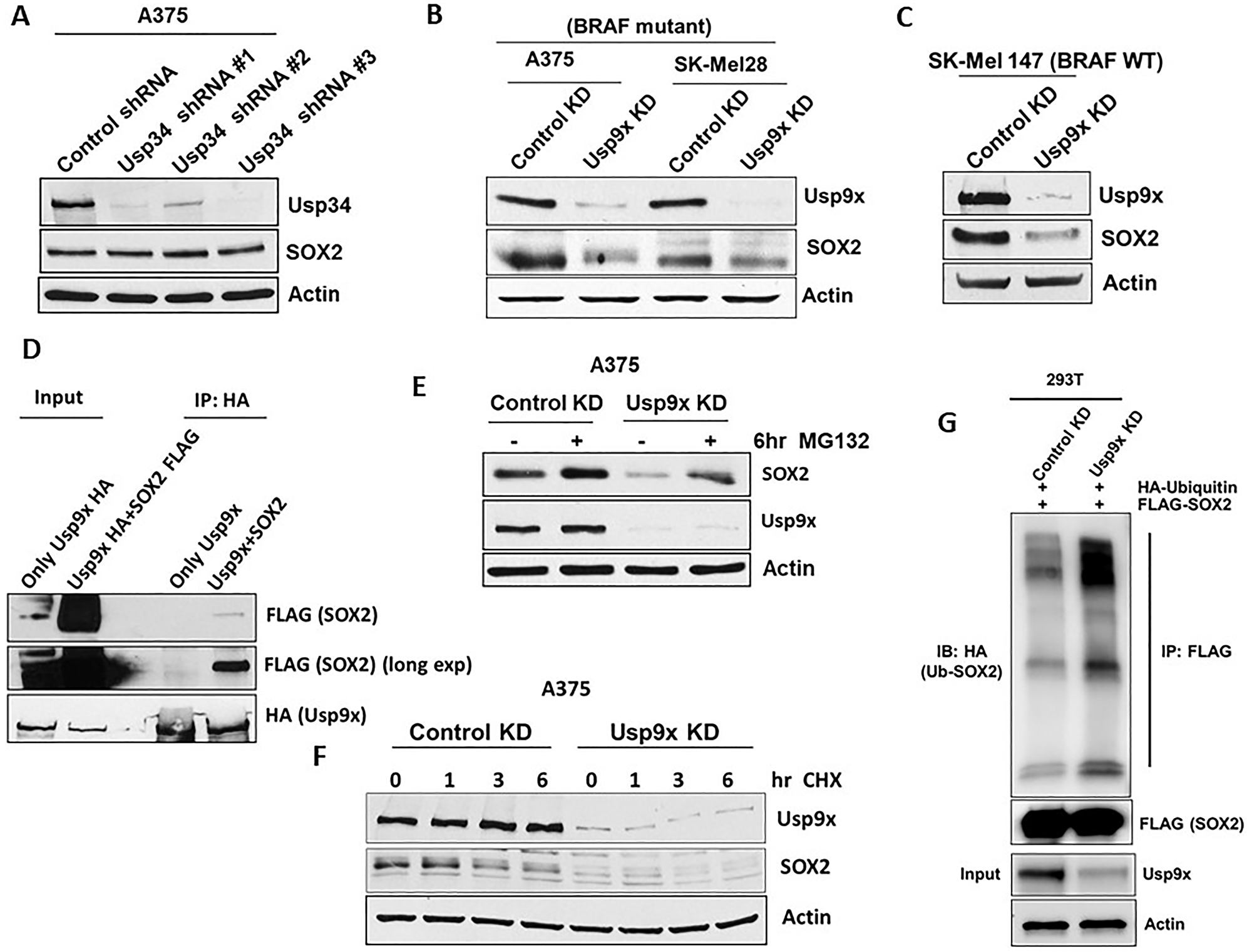 Usp9x deubiquitinates SOX2 and regulates its degradation