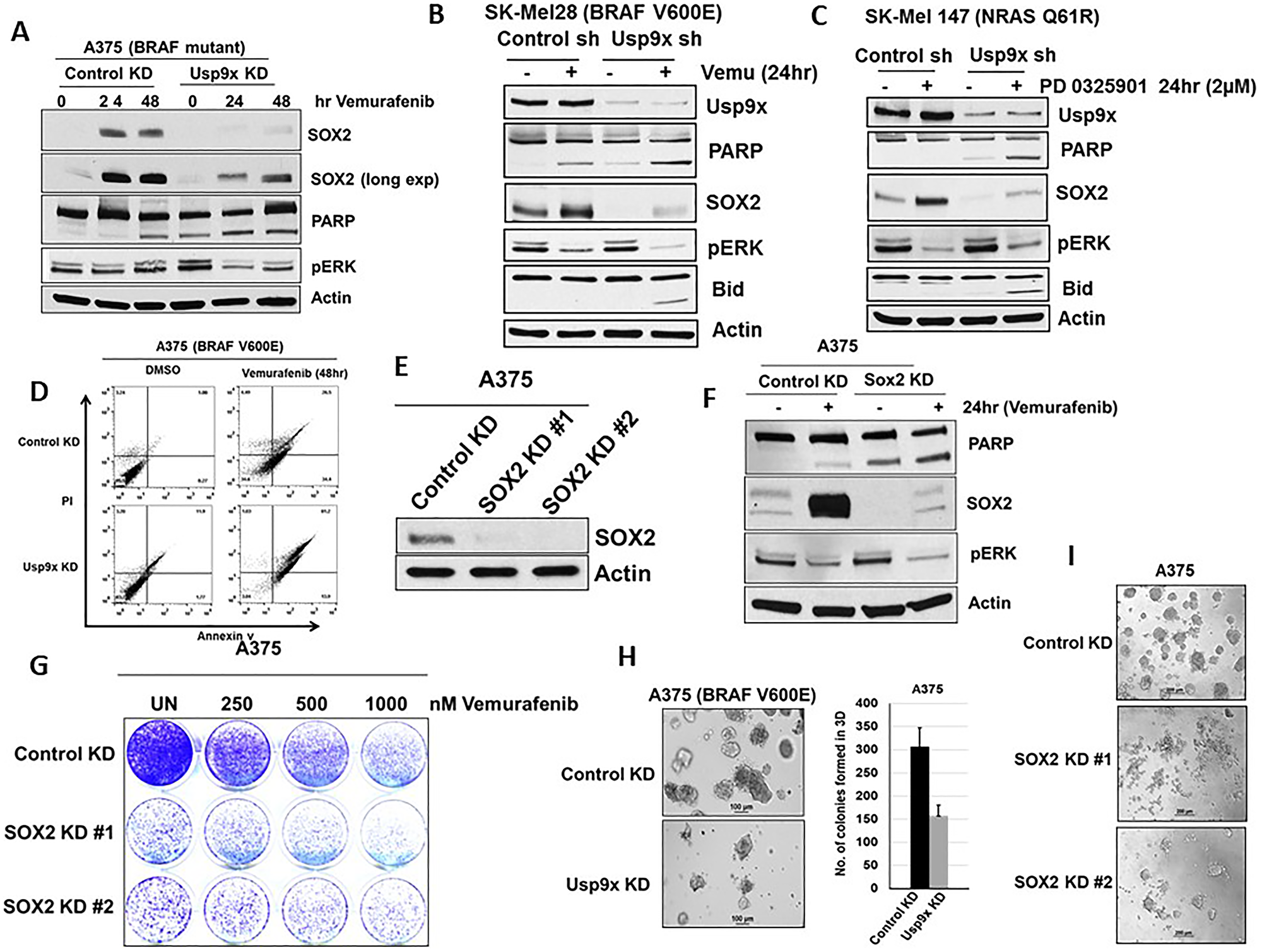 Blocking SOX2 induction increases apoptosis by MAPK pathway inhibitors
