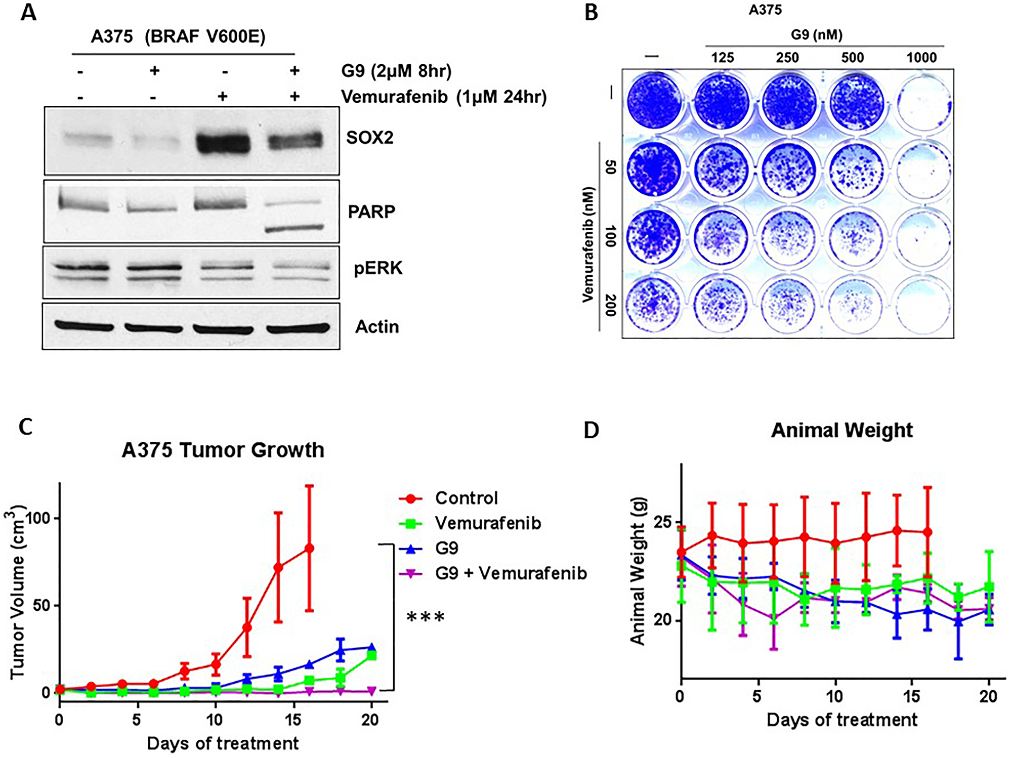 G9 cooperates with inhibition of mutant BRAF to inhibit tumor growth in vivo