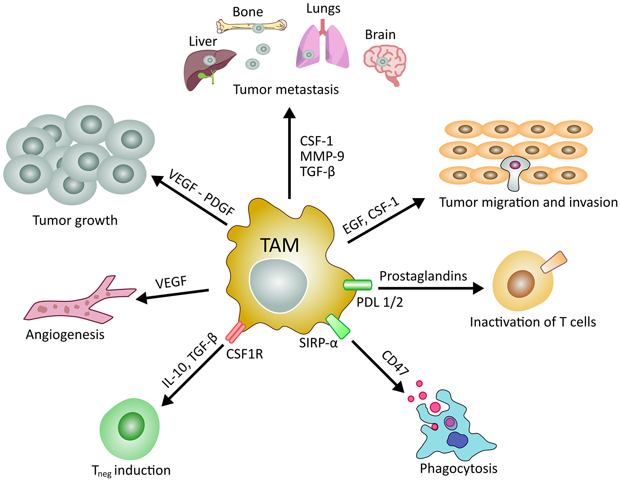 Main roles of tumor associated macrophages in cancer development and manteinance