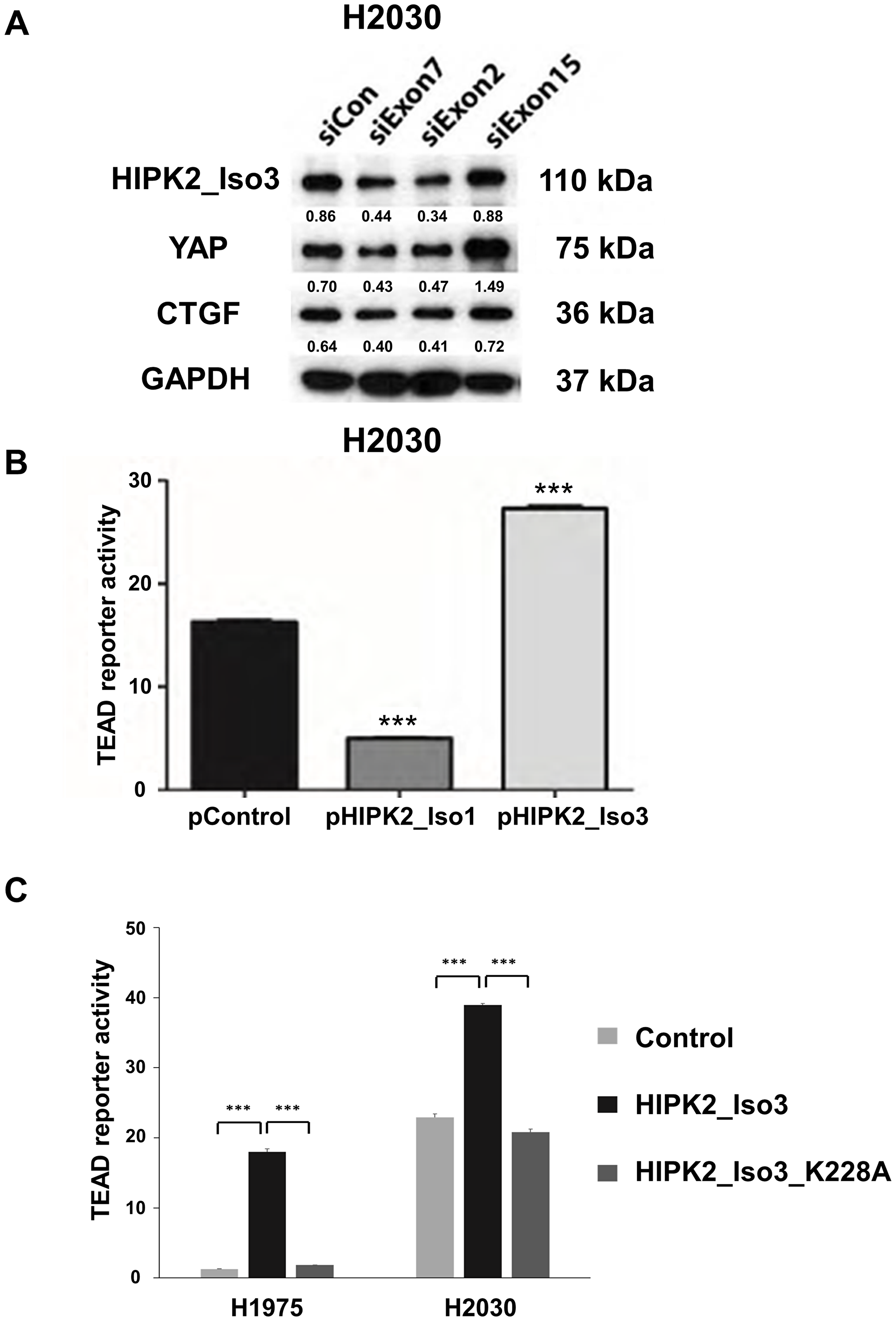 Forced overexpression of the HIPK2 Isoform 3 promotes TEAD reporter activity and two HIPK2 siRNAs decreased YAP protein levels in NSCLC cells